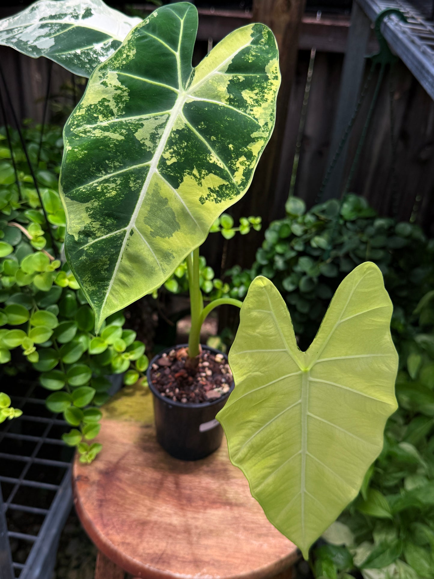 Alocasia Frydek Variegata H52