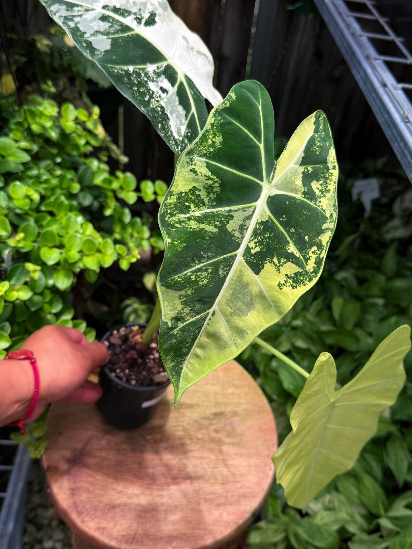 Alocasia Frydek Variegata H52