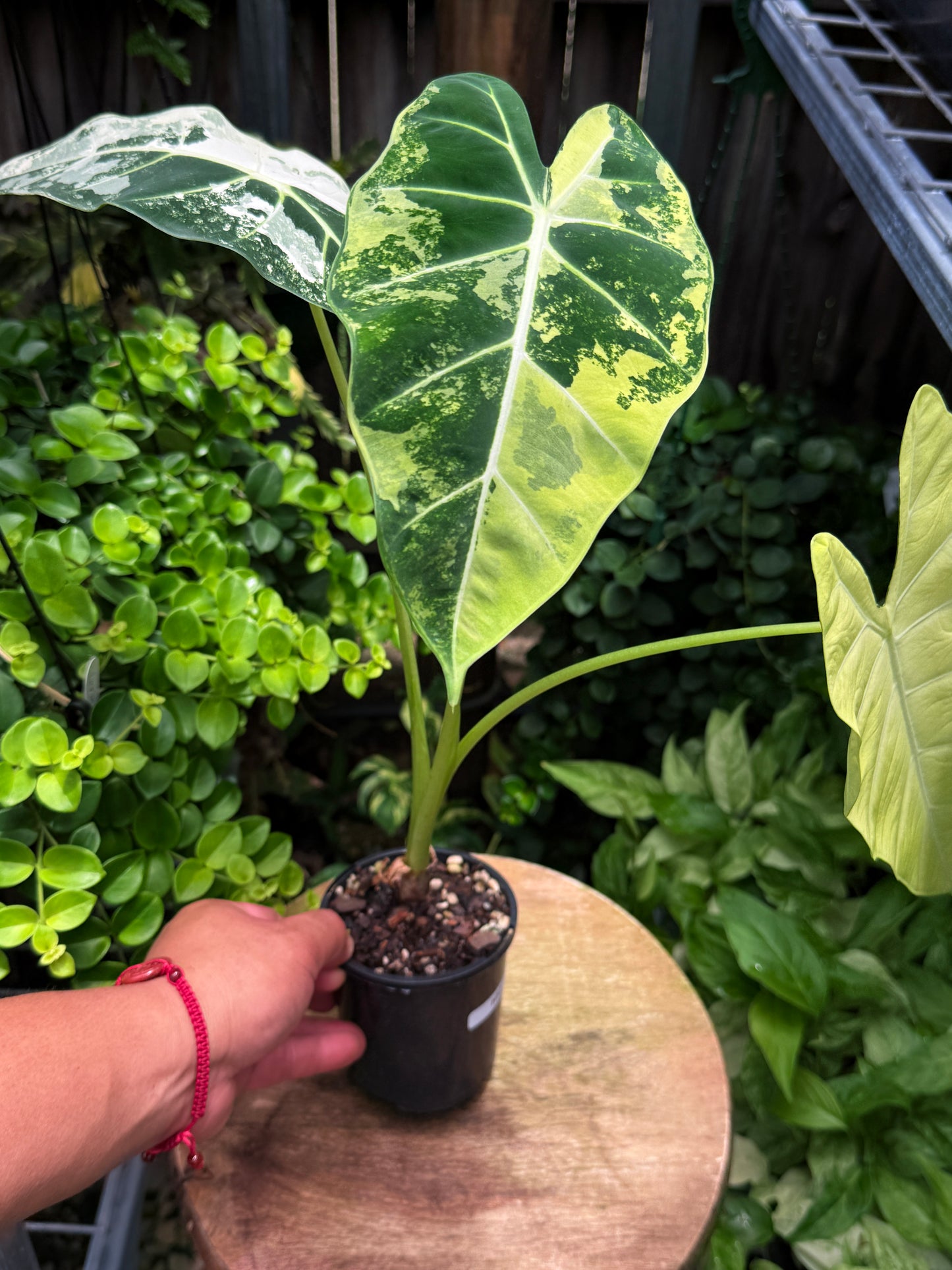 Alocasia Frydek Variegata H52