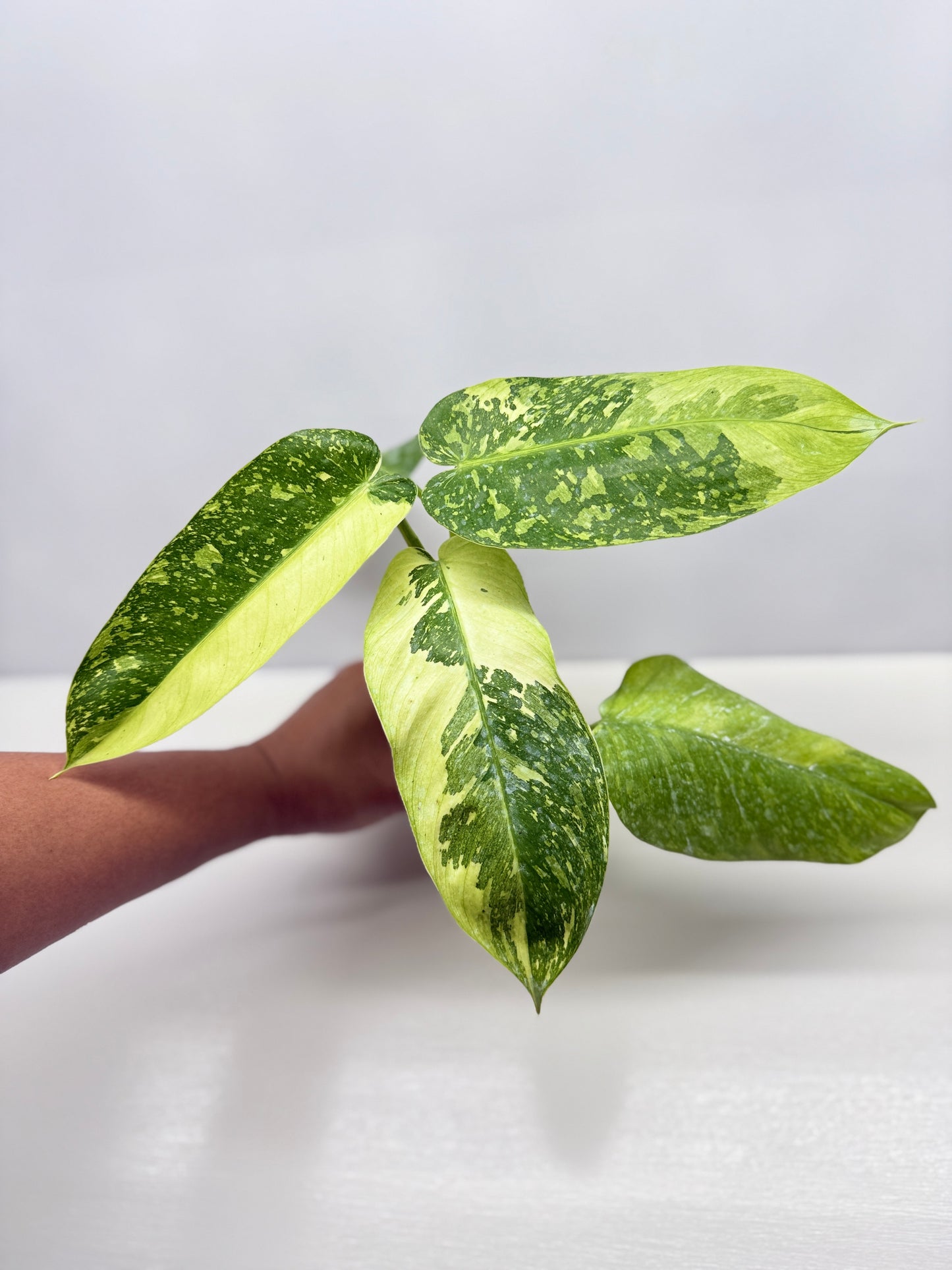 Philodendron 'Jose Buono' - Large NONTC B82