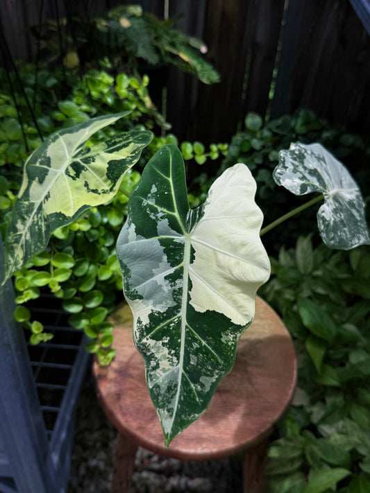 Alocasia Frydek Variegata H51