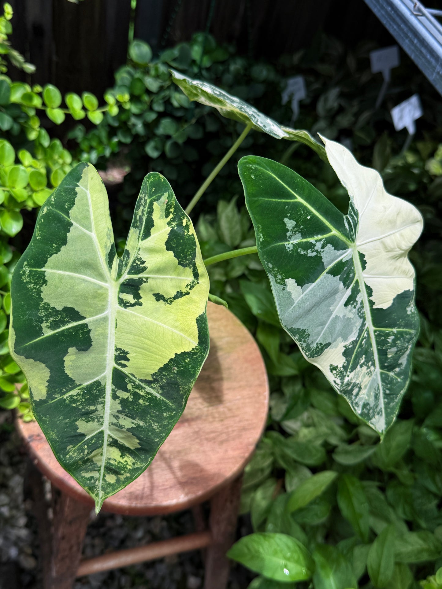 Alocasia Frydek Variegata H51