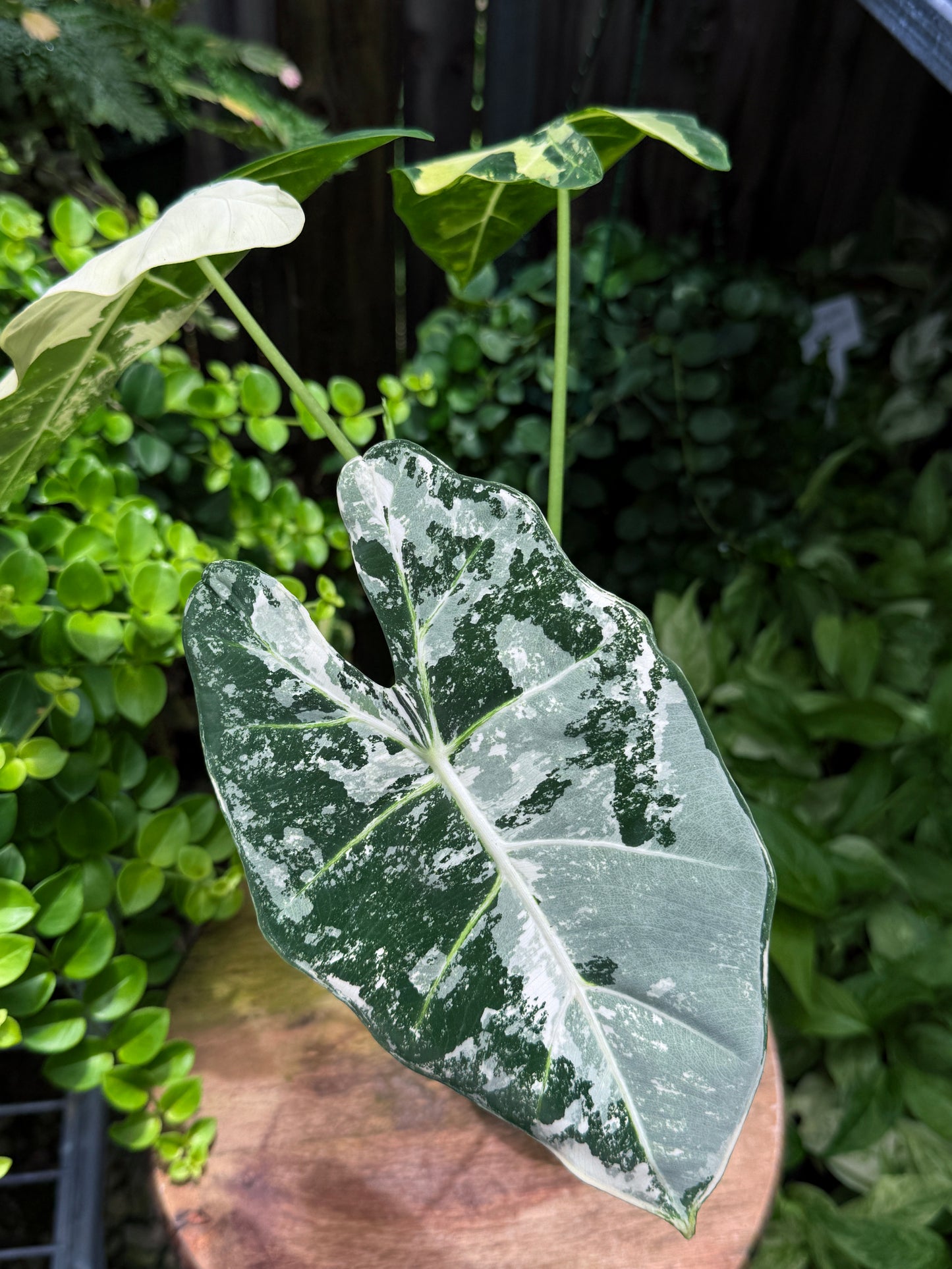 Alocasia Frydek Variegata H51
