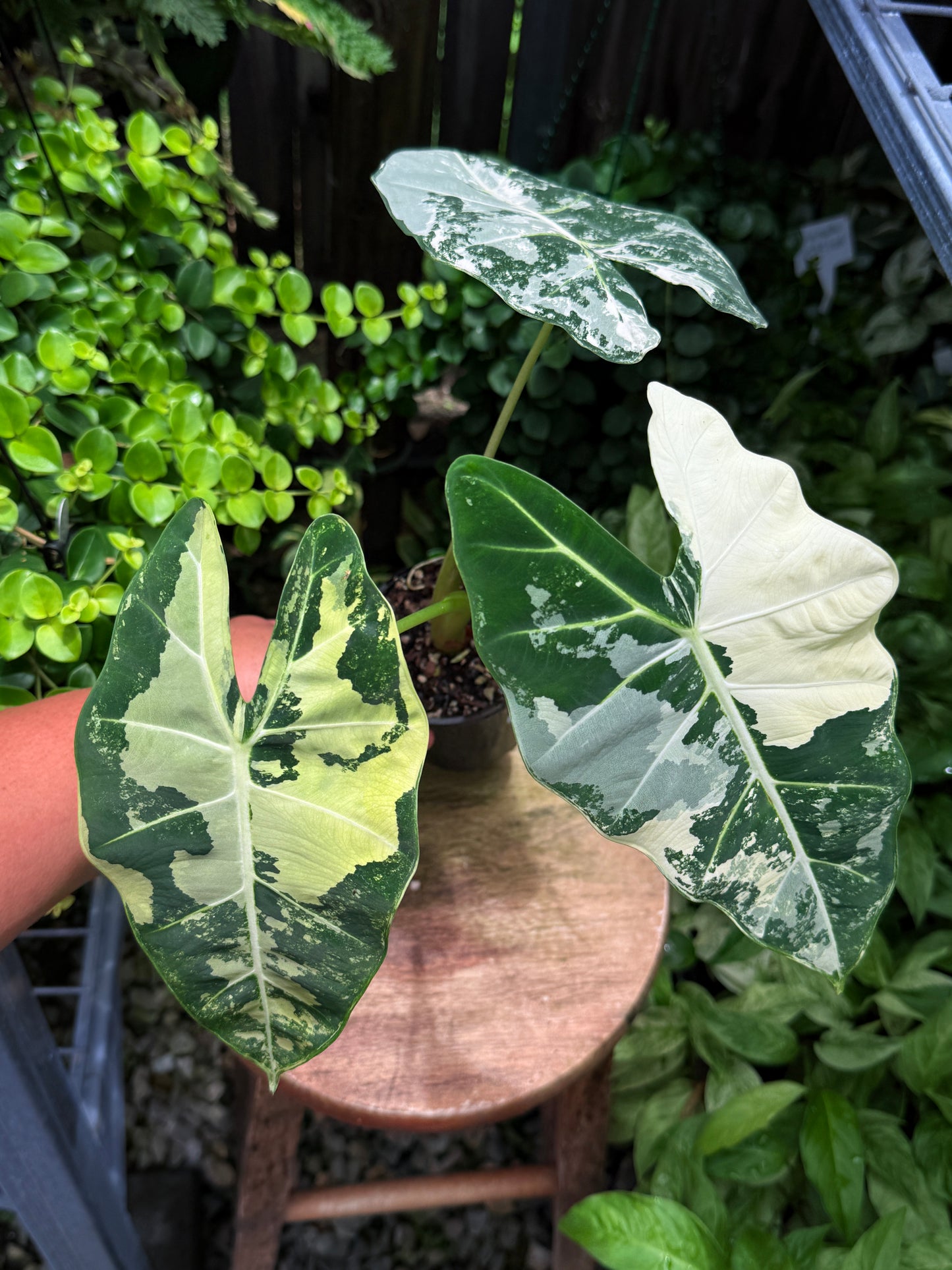 Alocasia Frydek Variegata H51