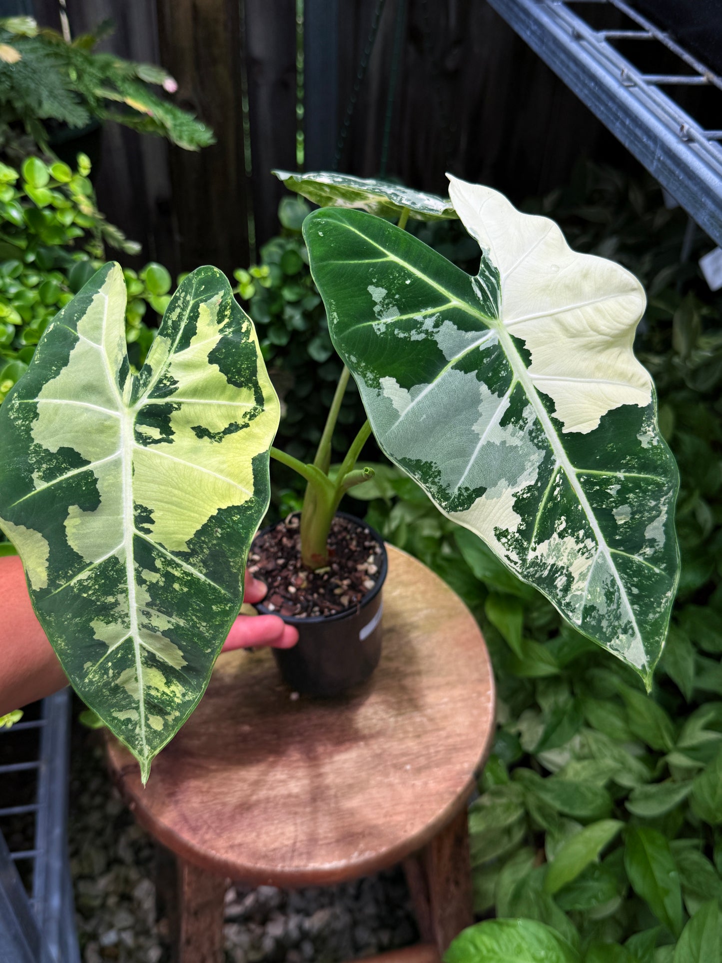 Alocasia Frydek Variegata H51