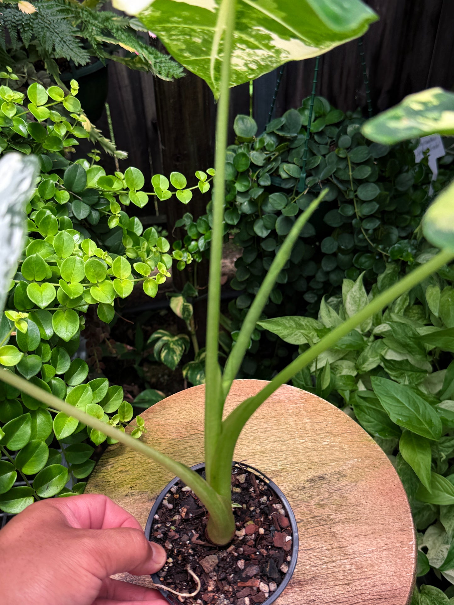 Alocasia Frydek Variegata H51
