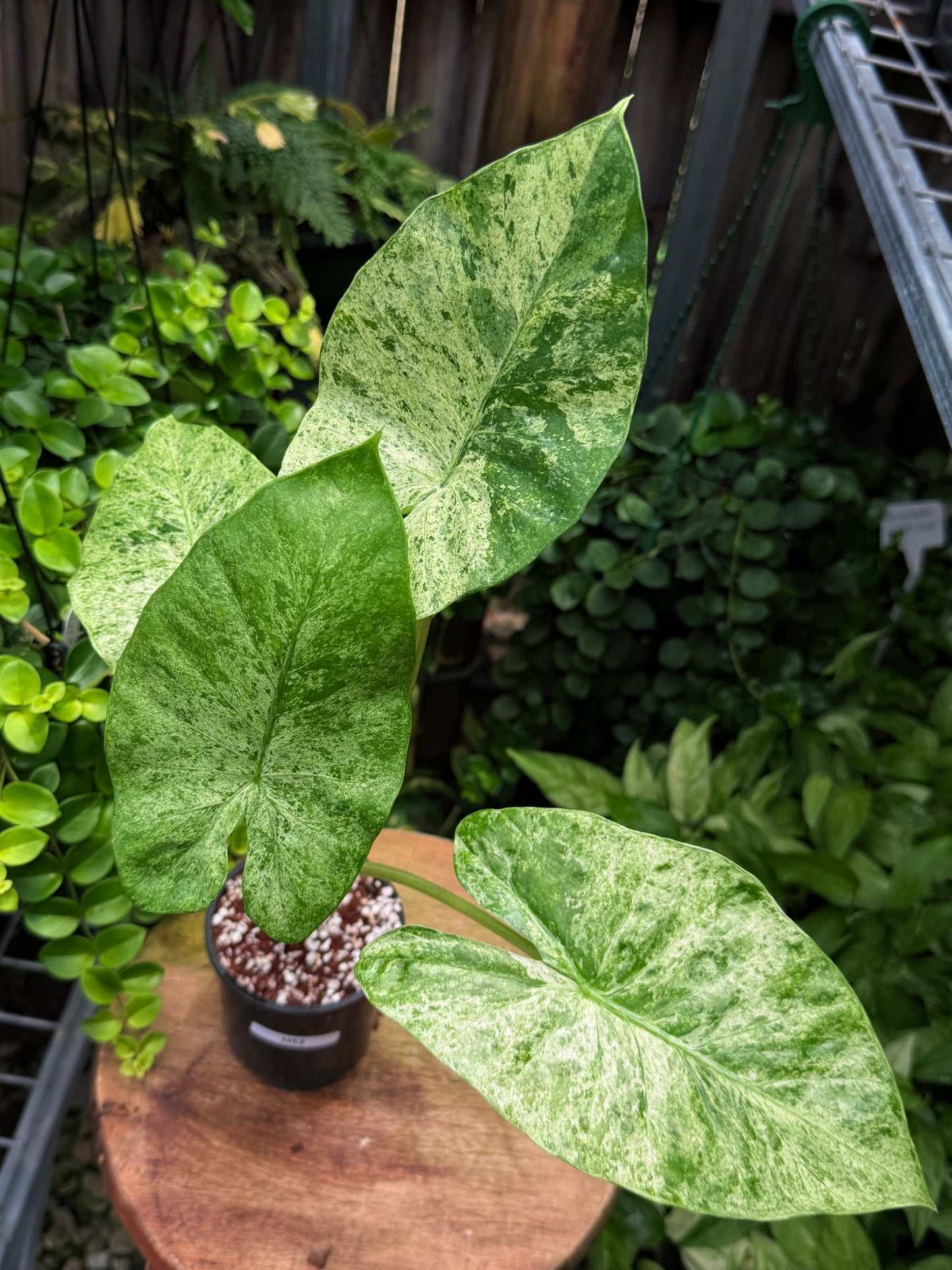 Alocasia Macrorrhiza 'Splash' H53