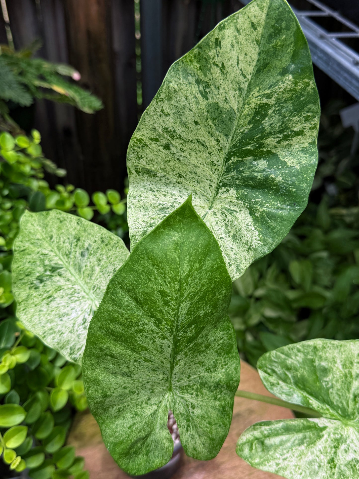 Alocasia Macrorrhiza 'Splash' H53