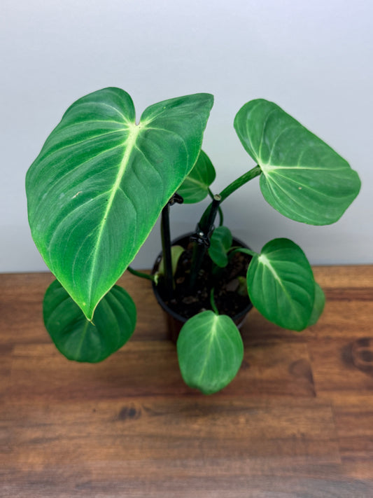 Philodendron Gloriosum Hybrid - White Star M58