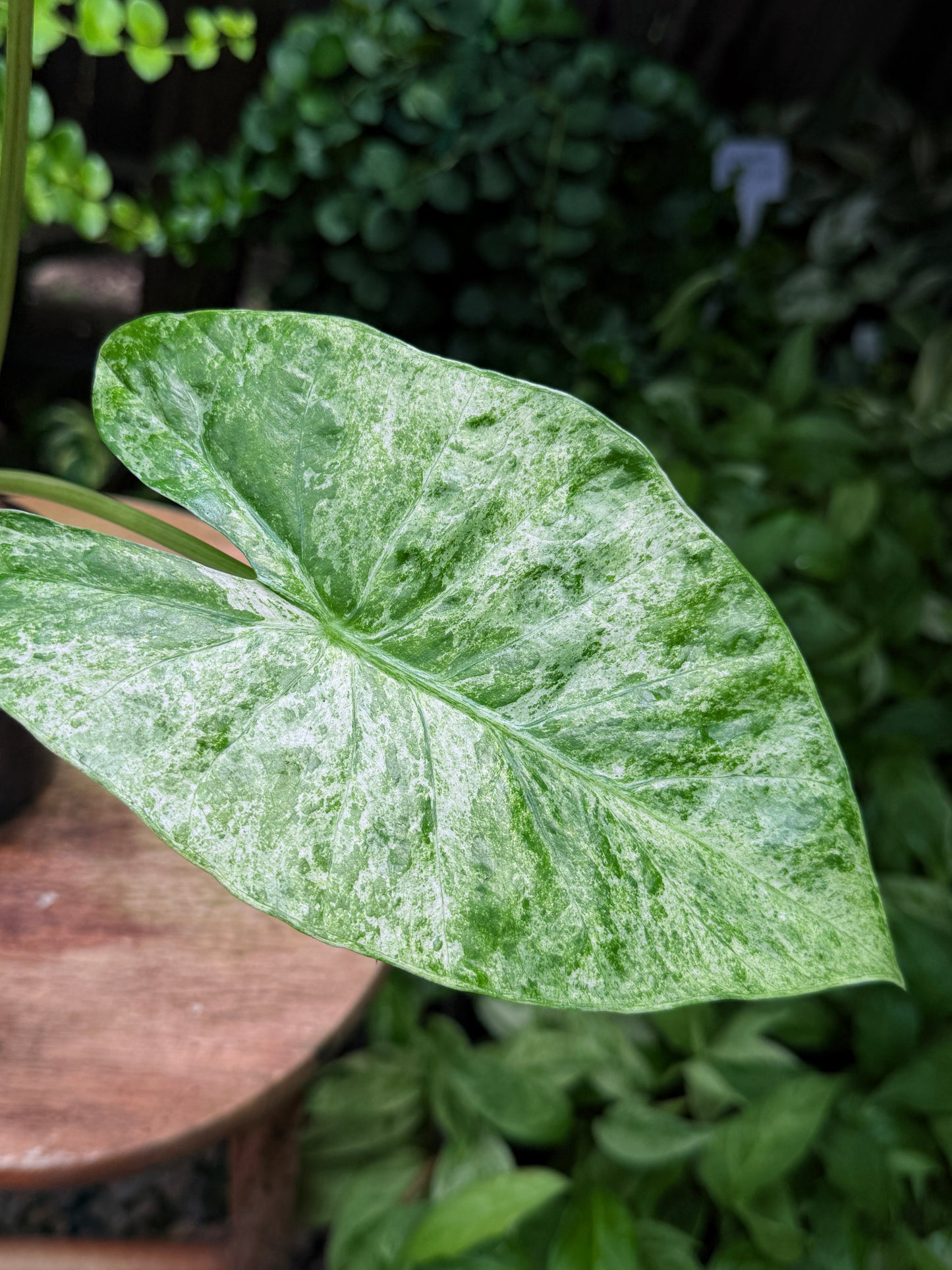 Alocasia Macrorrhiza 'Splash' H53