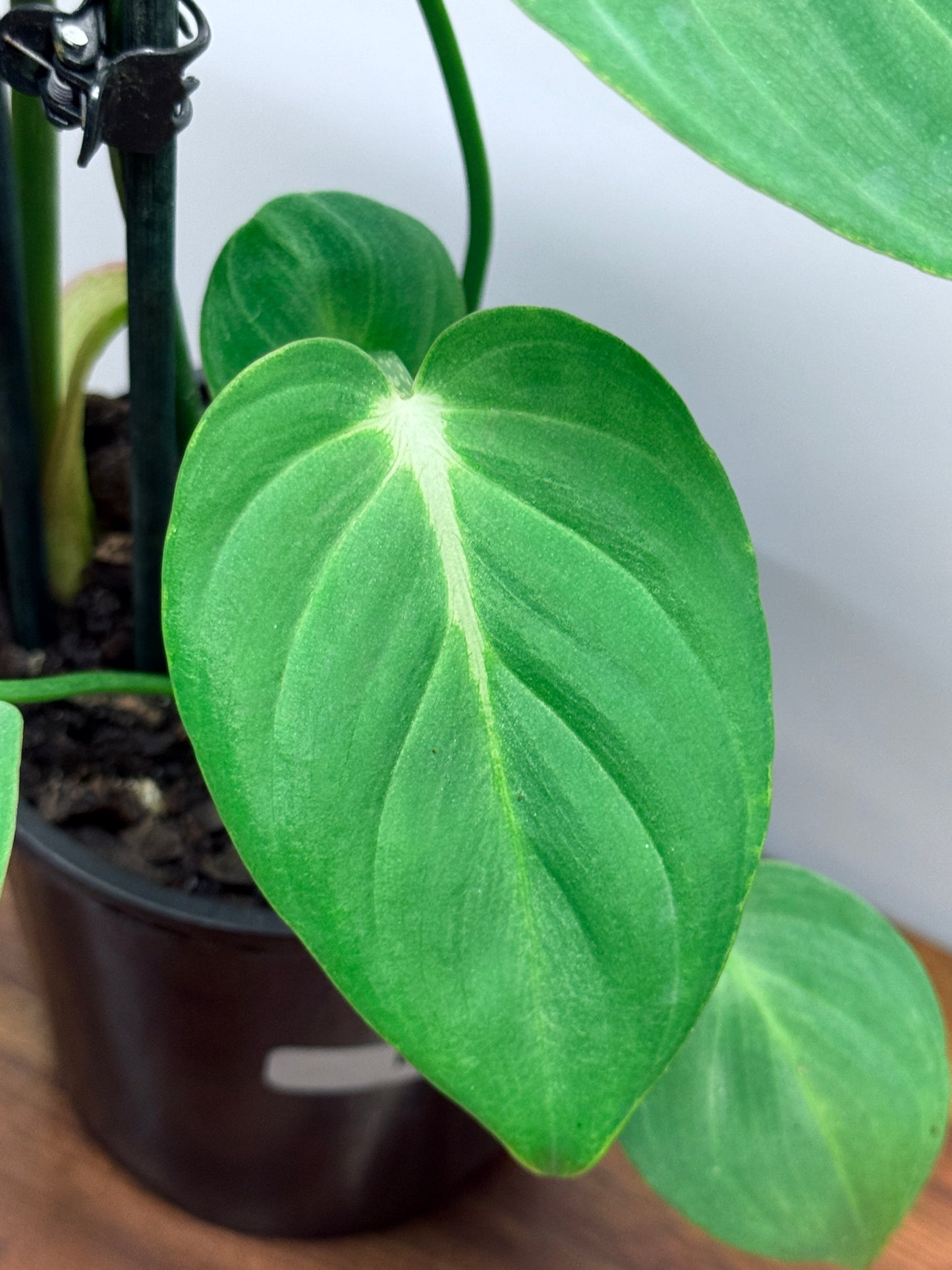 Philodendron Gloriosum Hybrid - White Star M58