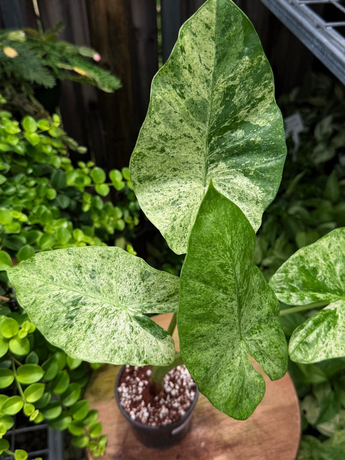 Alocasia Macrorrhiza 'Splash' H53
