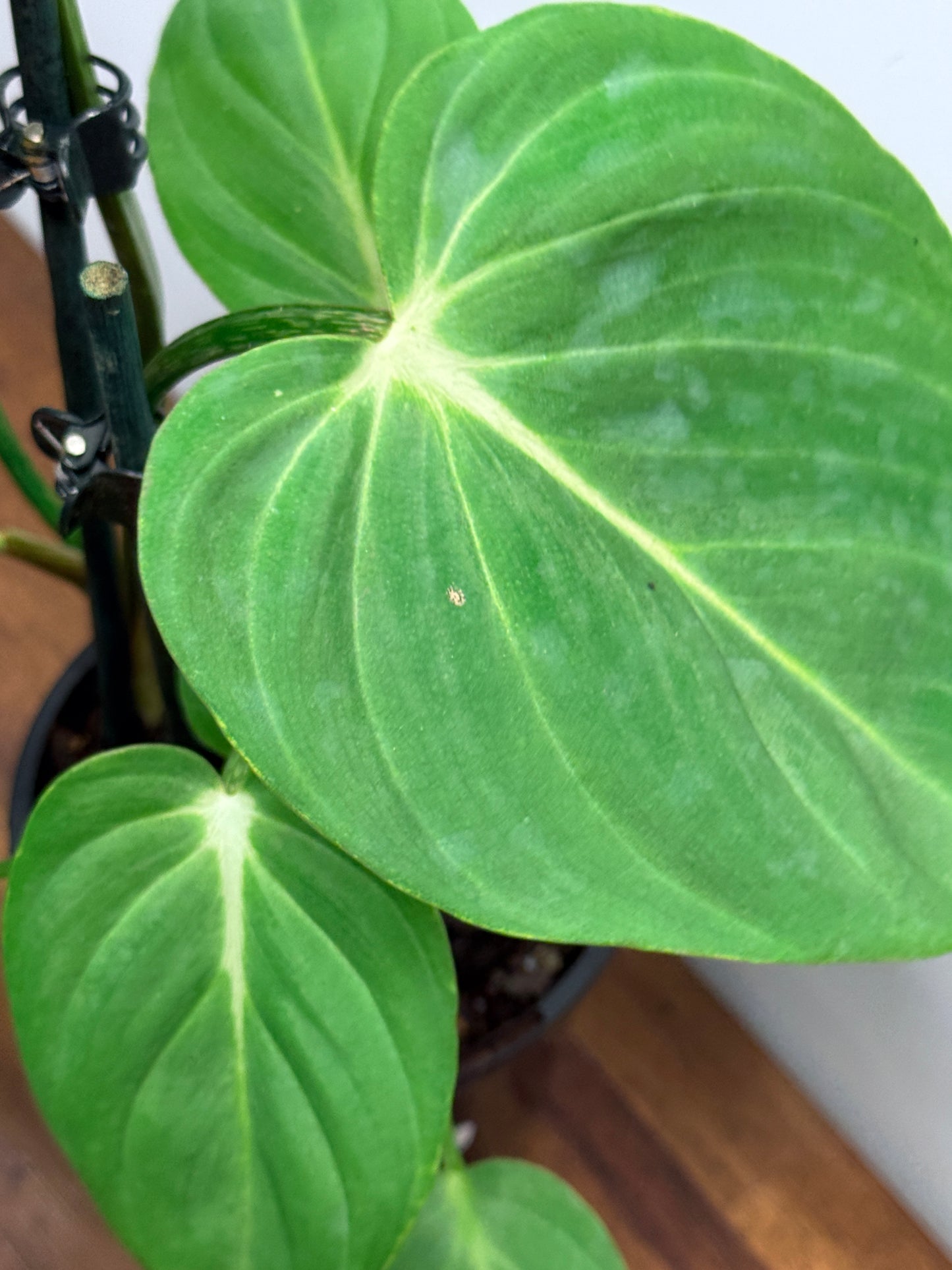 Philodendron Gloriosum Hybrid - White Star M58