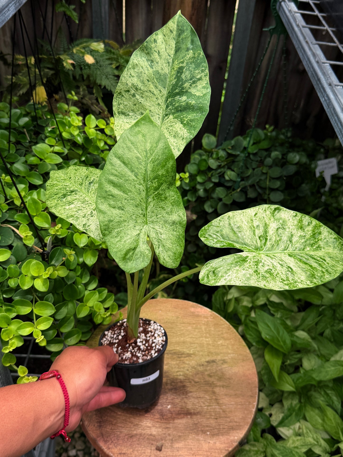 Alocasia Macrorrhiza 'Splash' H53