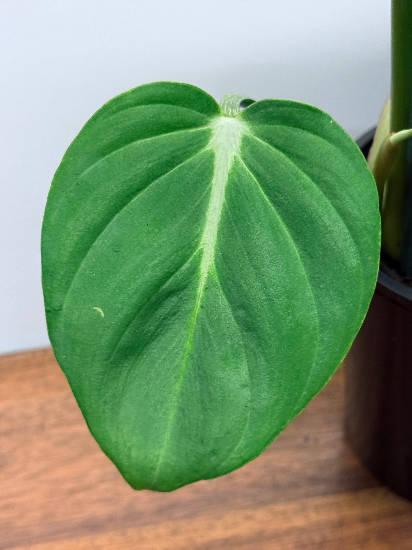 Philodendron Gloriosum Hybrid - White Star M58