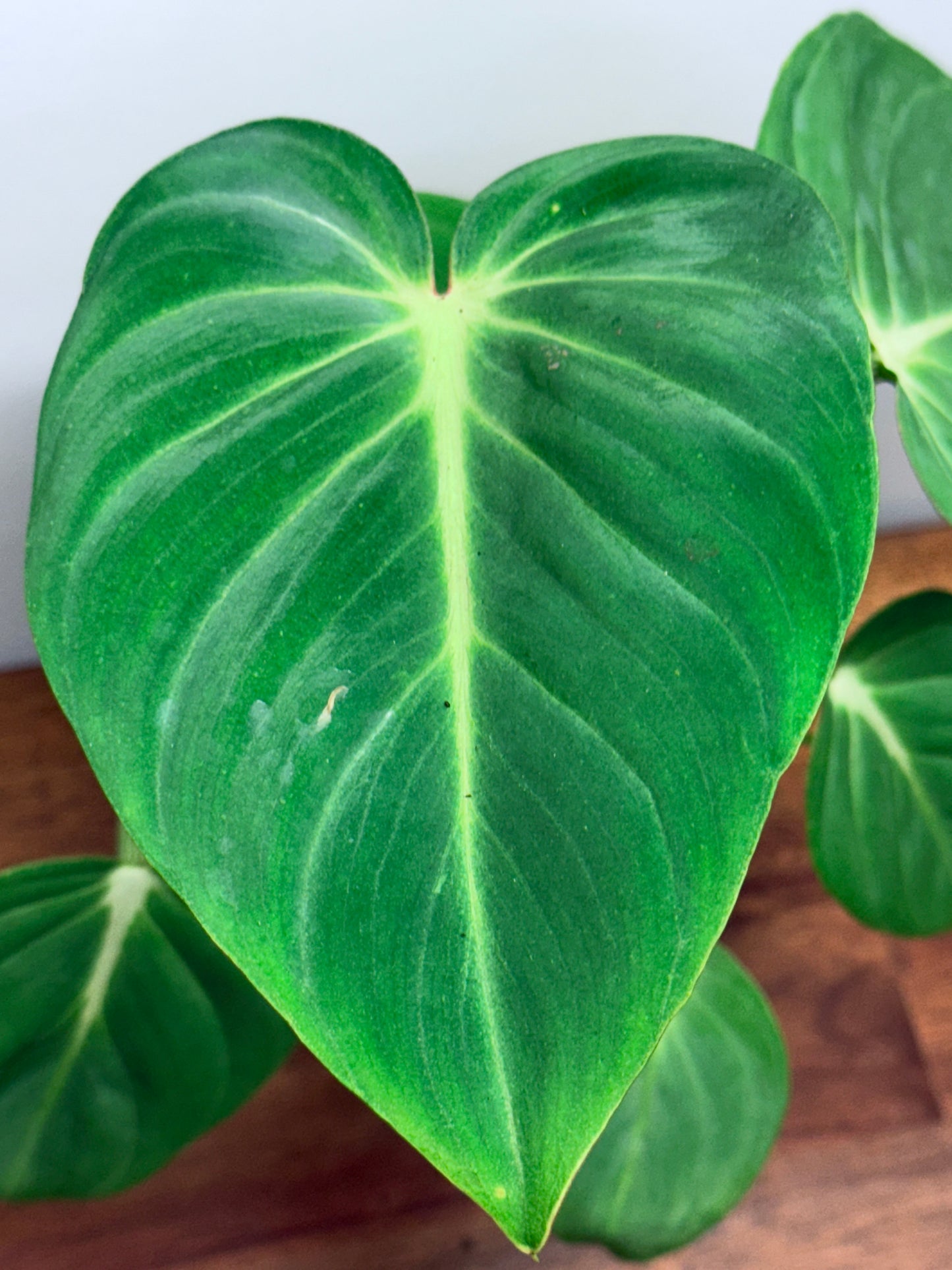 Philodendron Gloriosum Hybrid - White Star M58