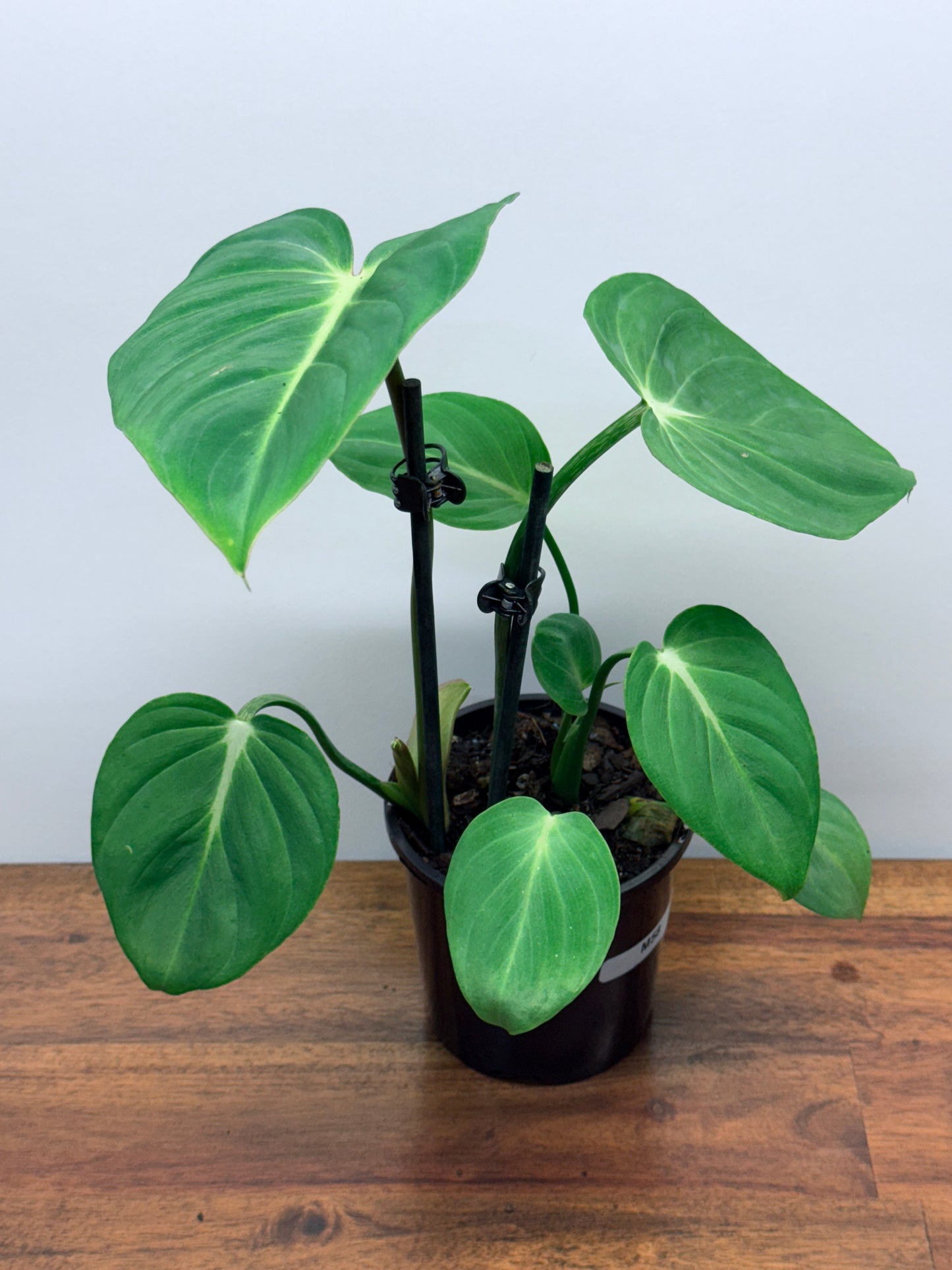 Philodendron Gloriosum Hybrid - White Star M58