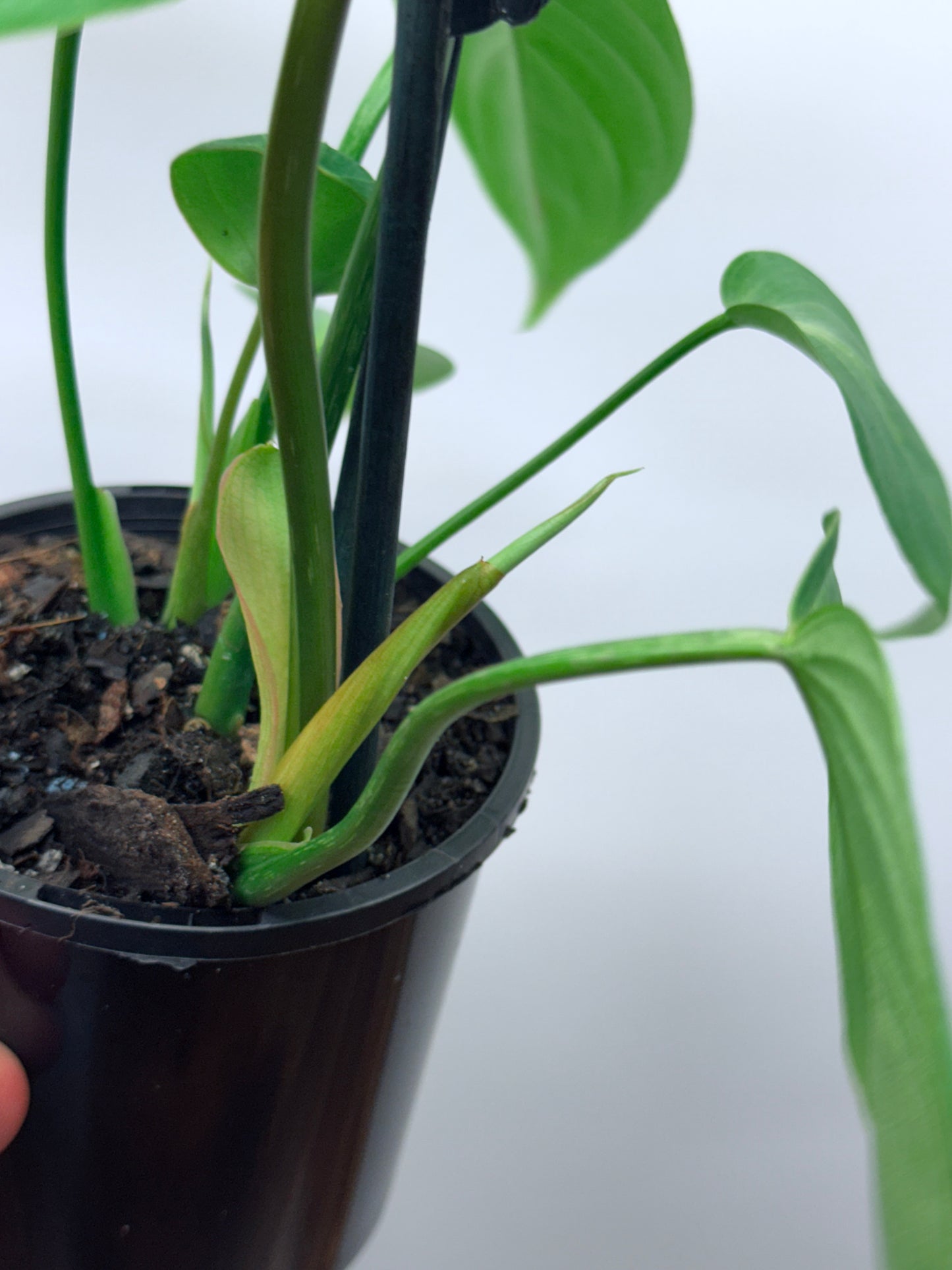 Philodendron Gloriosum Hybrid - White Star M58