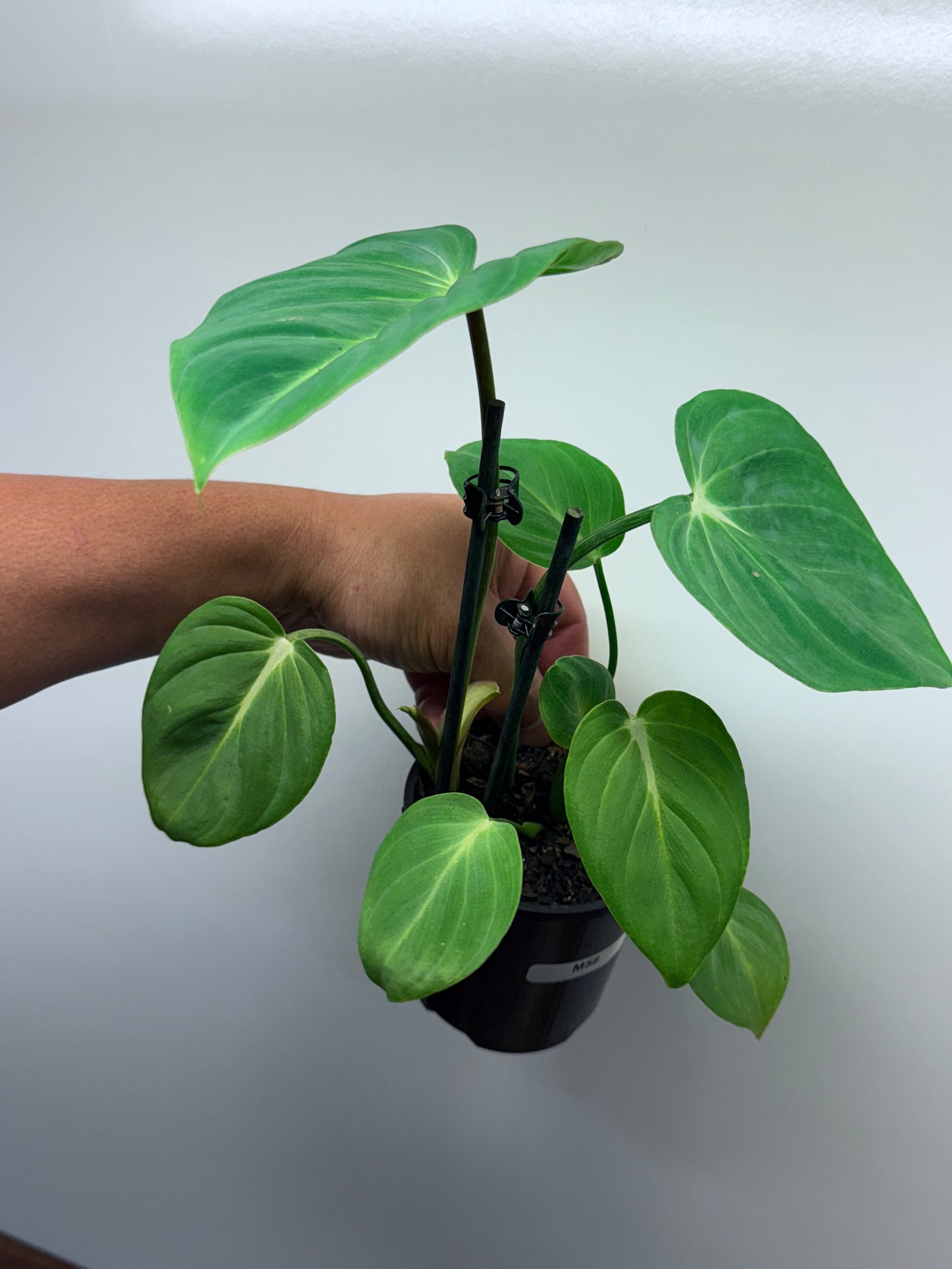 Philodendron Gloriosum Hybrid - White Star M58