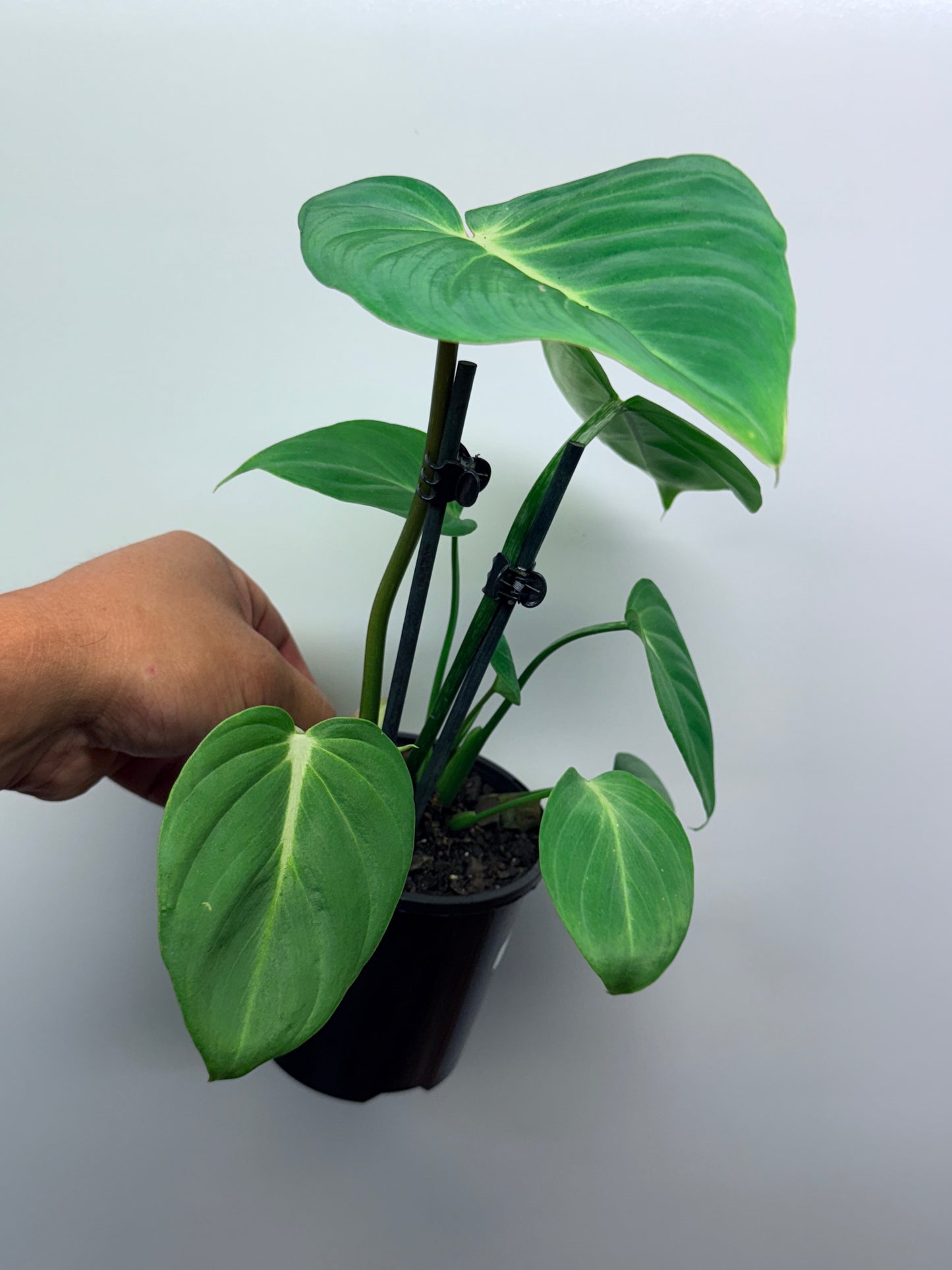 Philodendron Gloriosum Hybrid - White Star M58