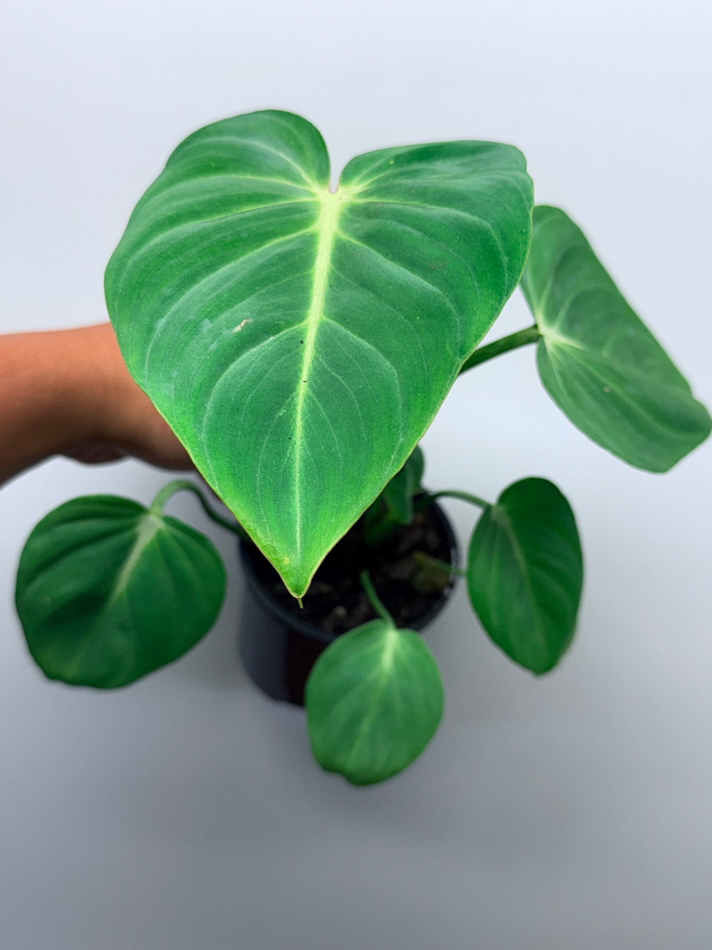 Philodendron Gloriosum Hybrid - White Star M58