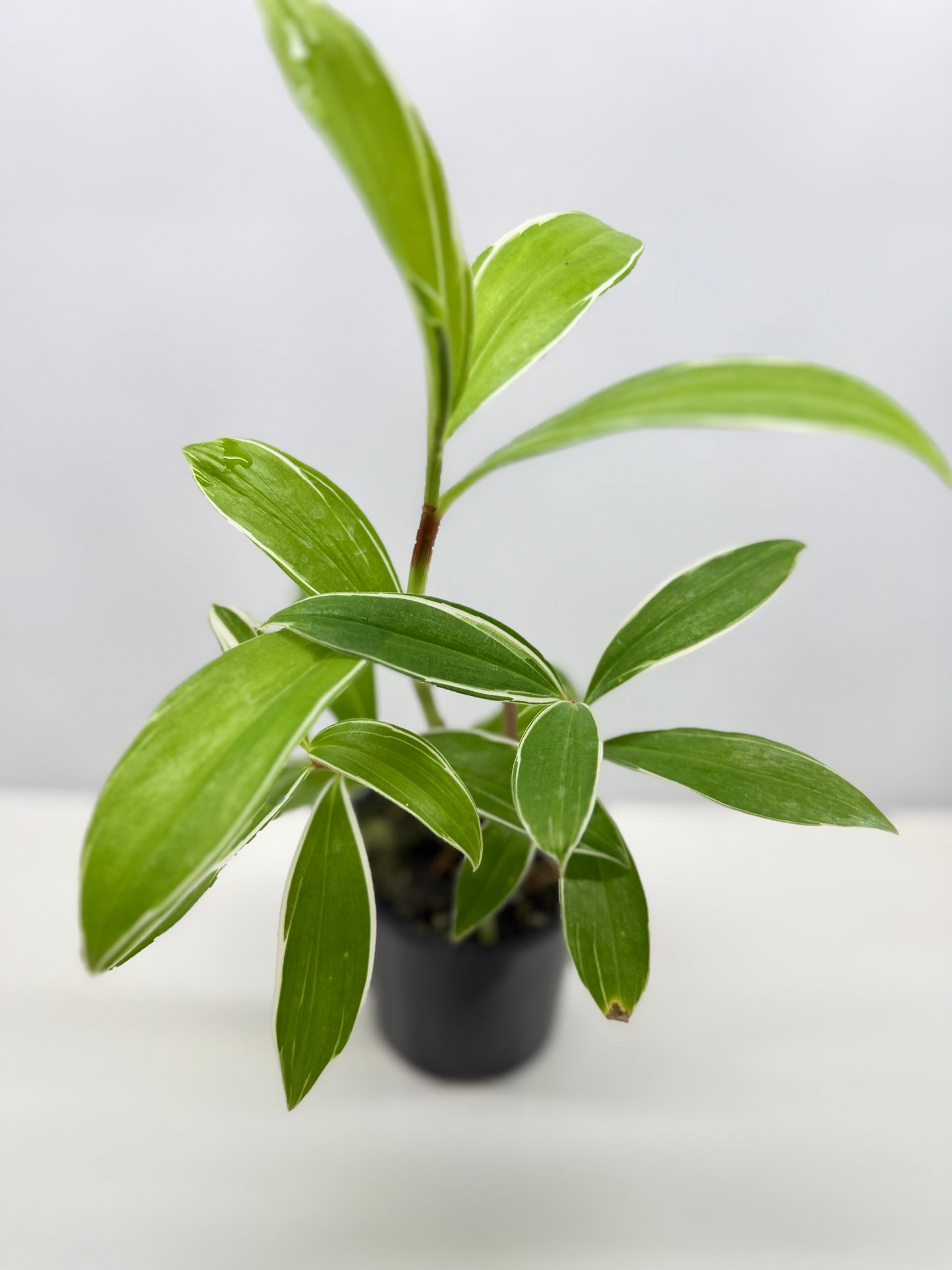 Cheilocostus speciosus 'Variegated Crepe Ginger' C4