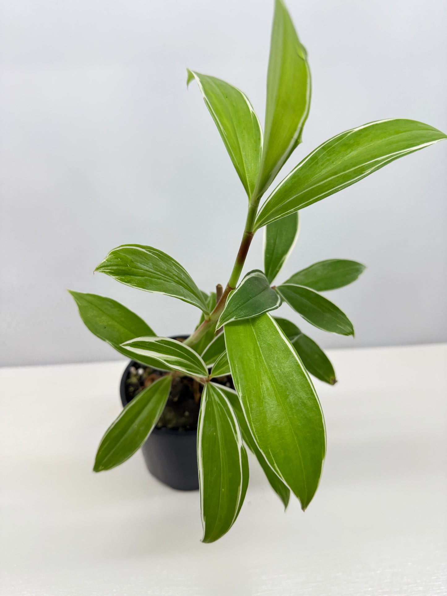 Cheilocostus speciosus 'Variegated Crepe Ginger' C4