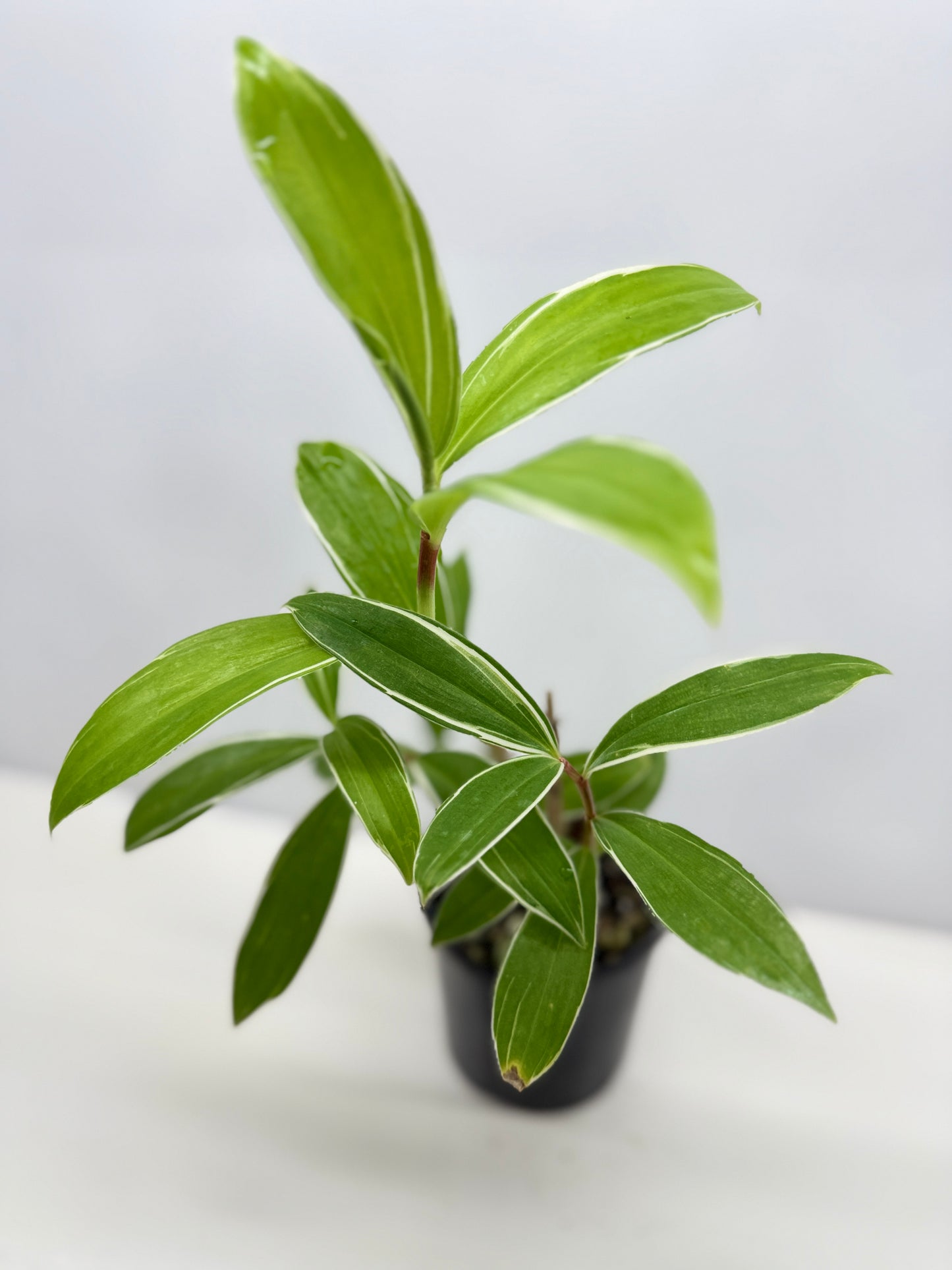 Cheilocostus speciosus 'Variegated Crepe Ginger' C4