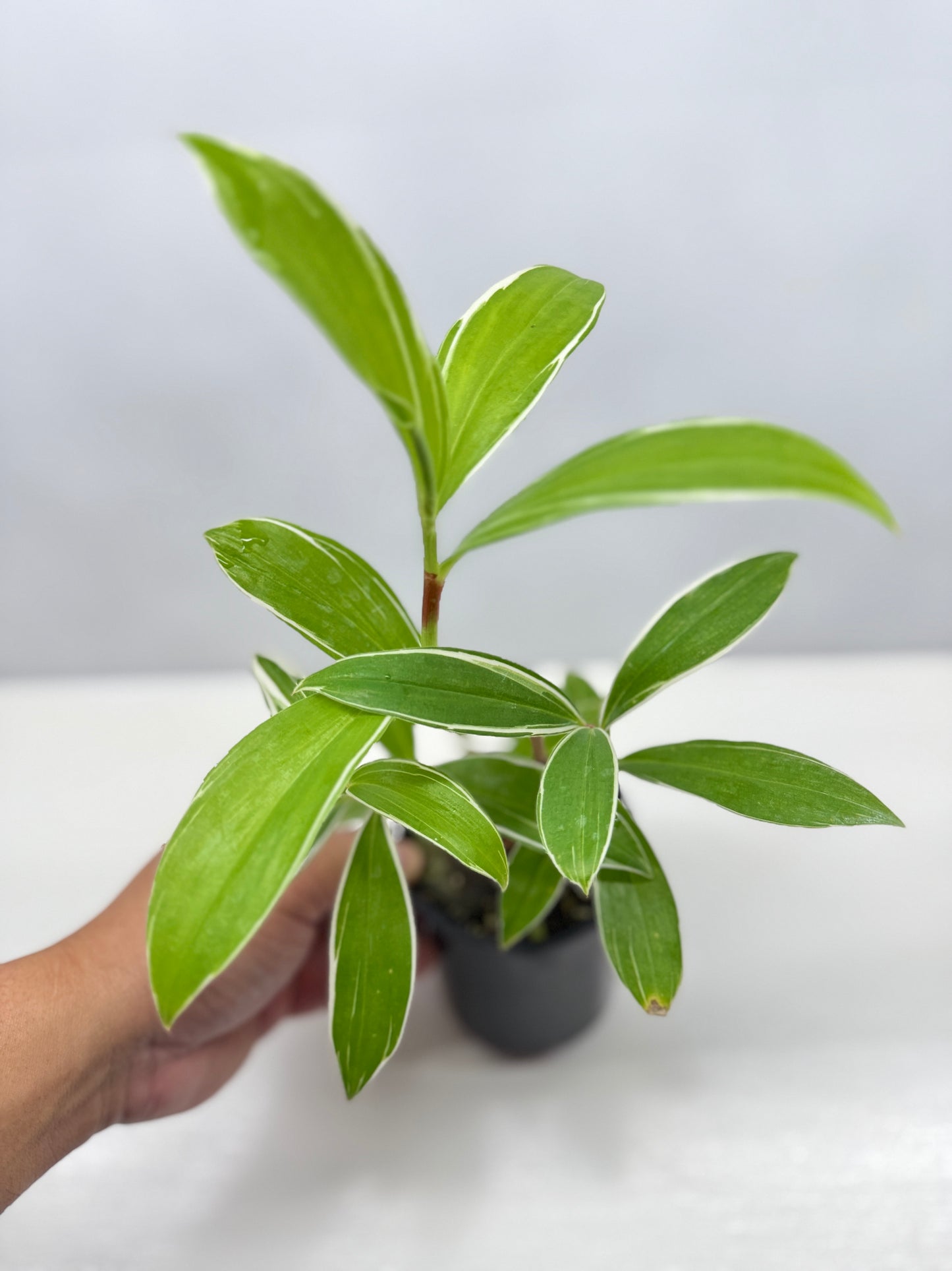Cheilocostus speciosus 'Variegated Crepe Ginger' C4