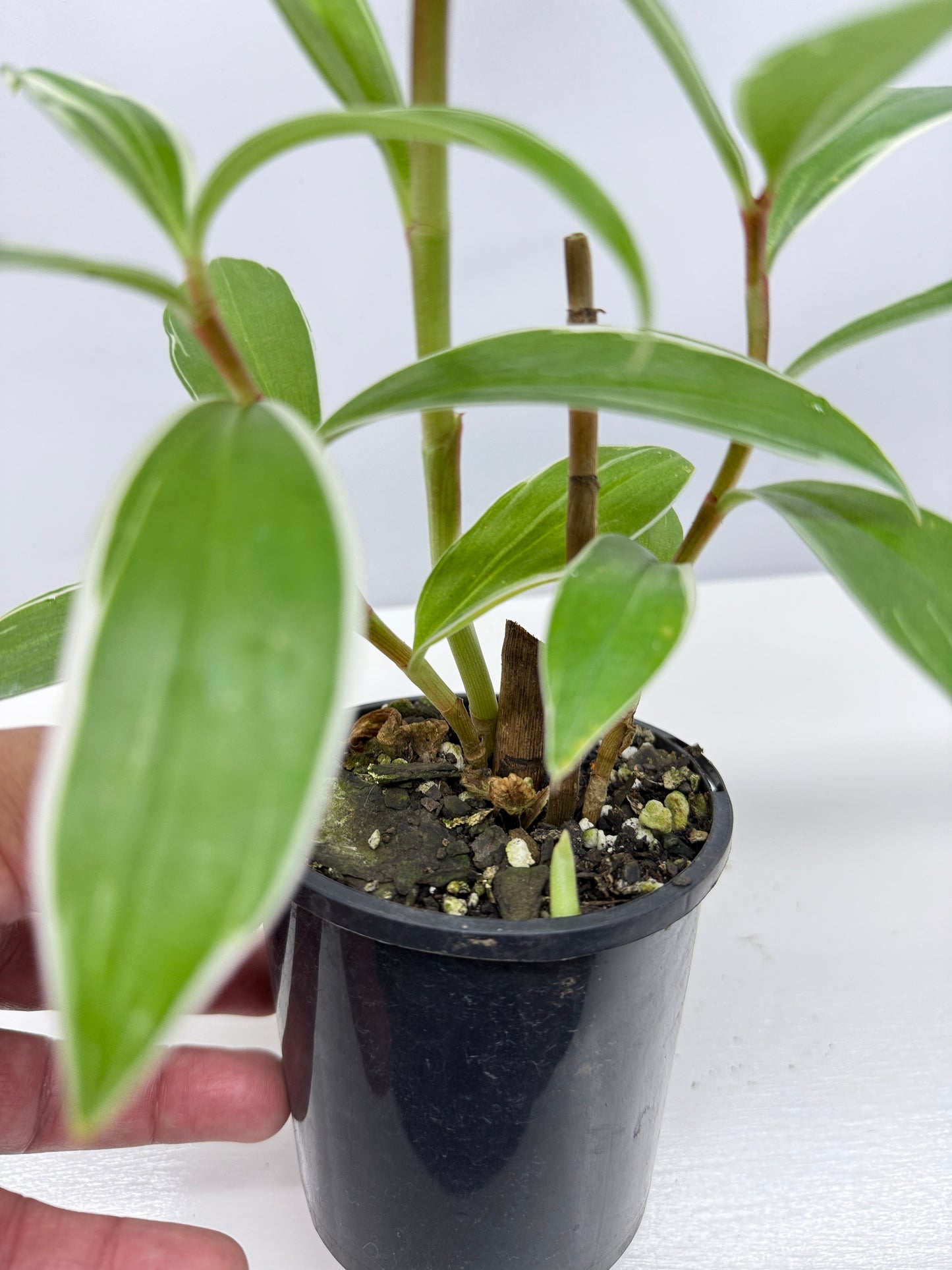 Cheilocostus speciosus 'Variegated Crepe Ginger' C4