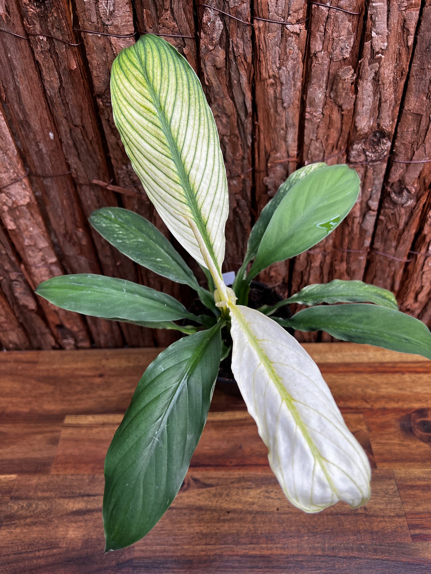 Spathiphyllum Sensation Variegated B76