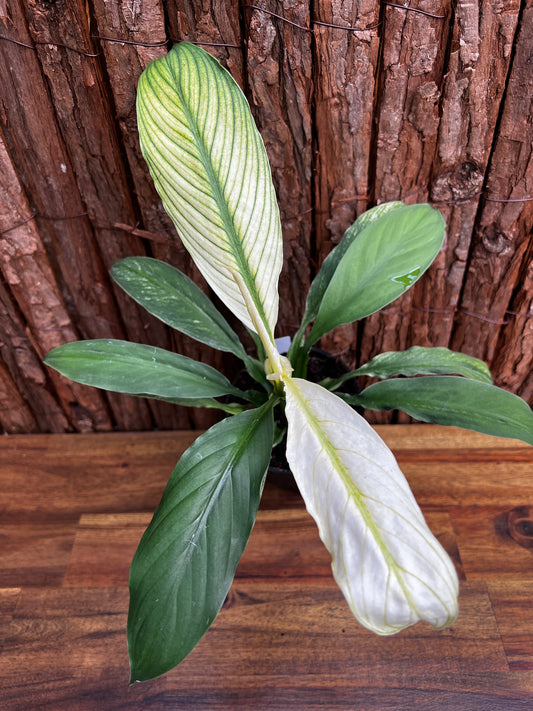 Spathiphyllum Sensation Variegated B76