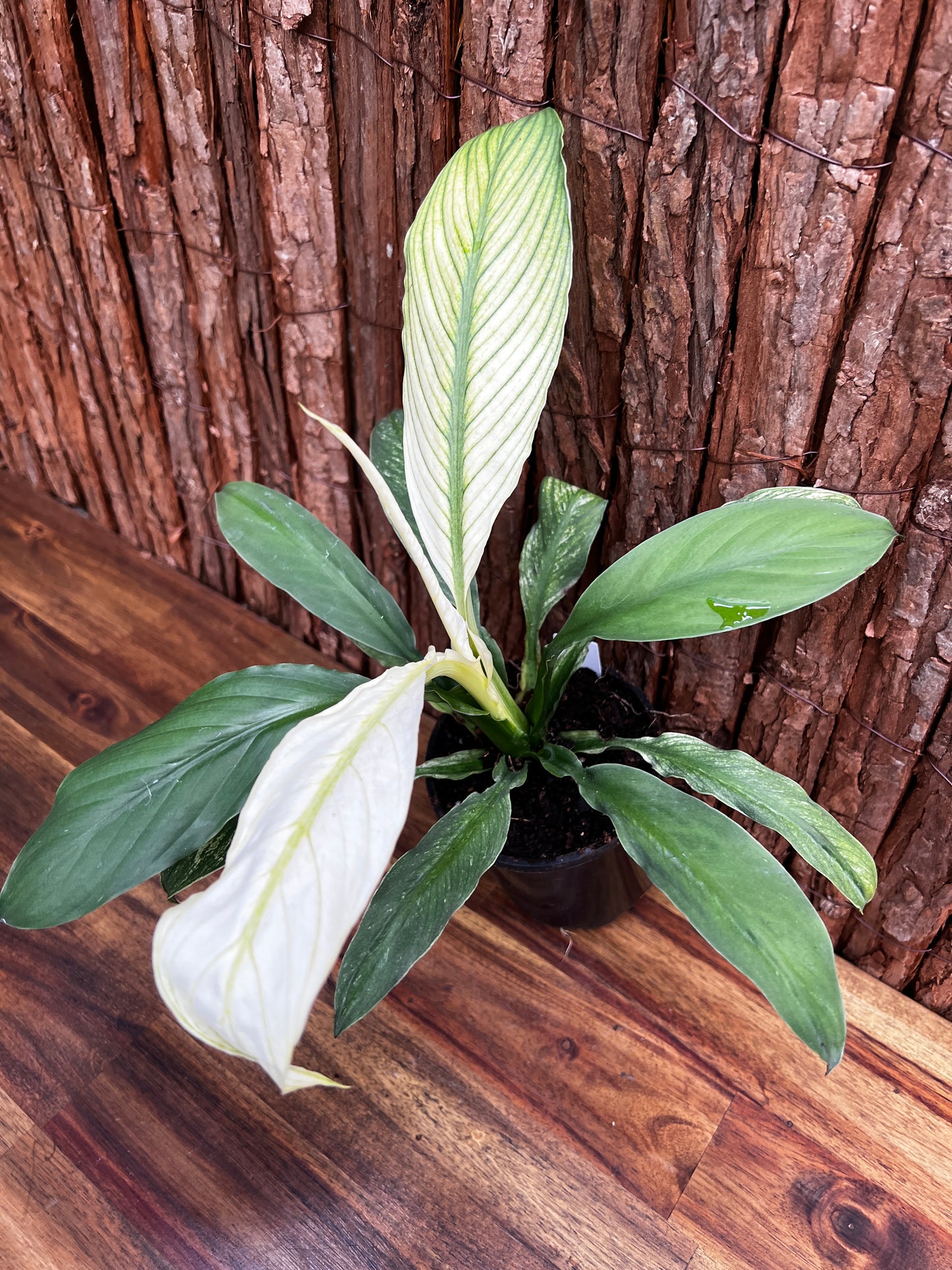 Spathiphyllum Sensation Variegated B76