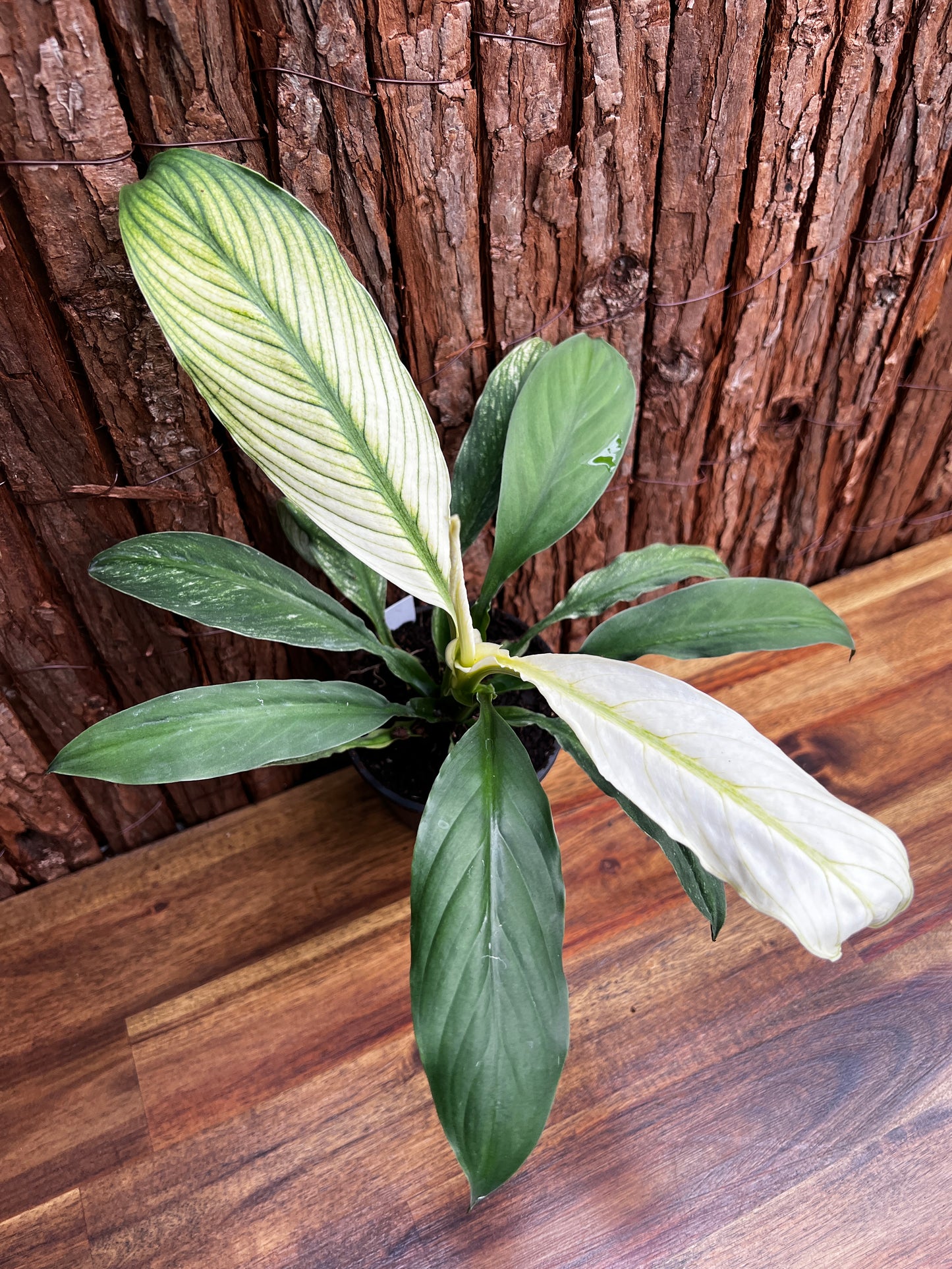 Spathiphyllum Sensation Variegated B76