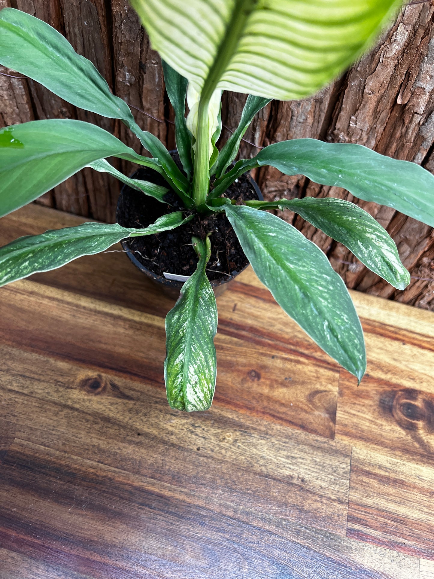 Spathiphyllum Sensation Variegated B76