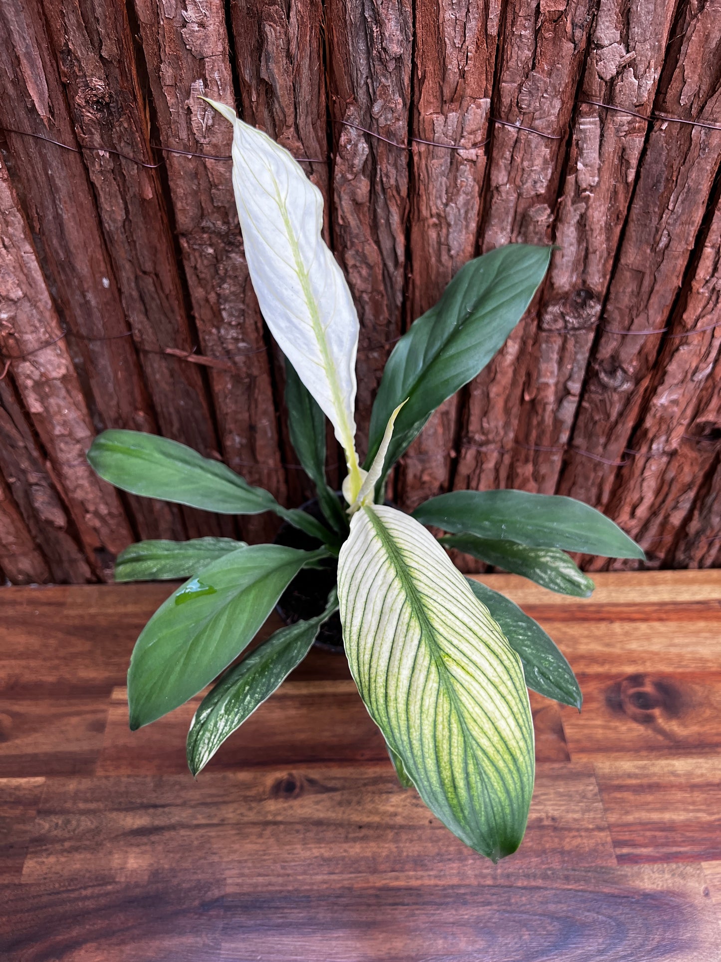 Spathiphyllum Sensation Variegated B76