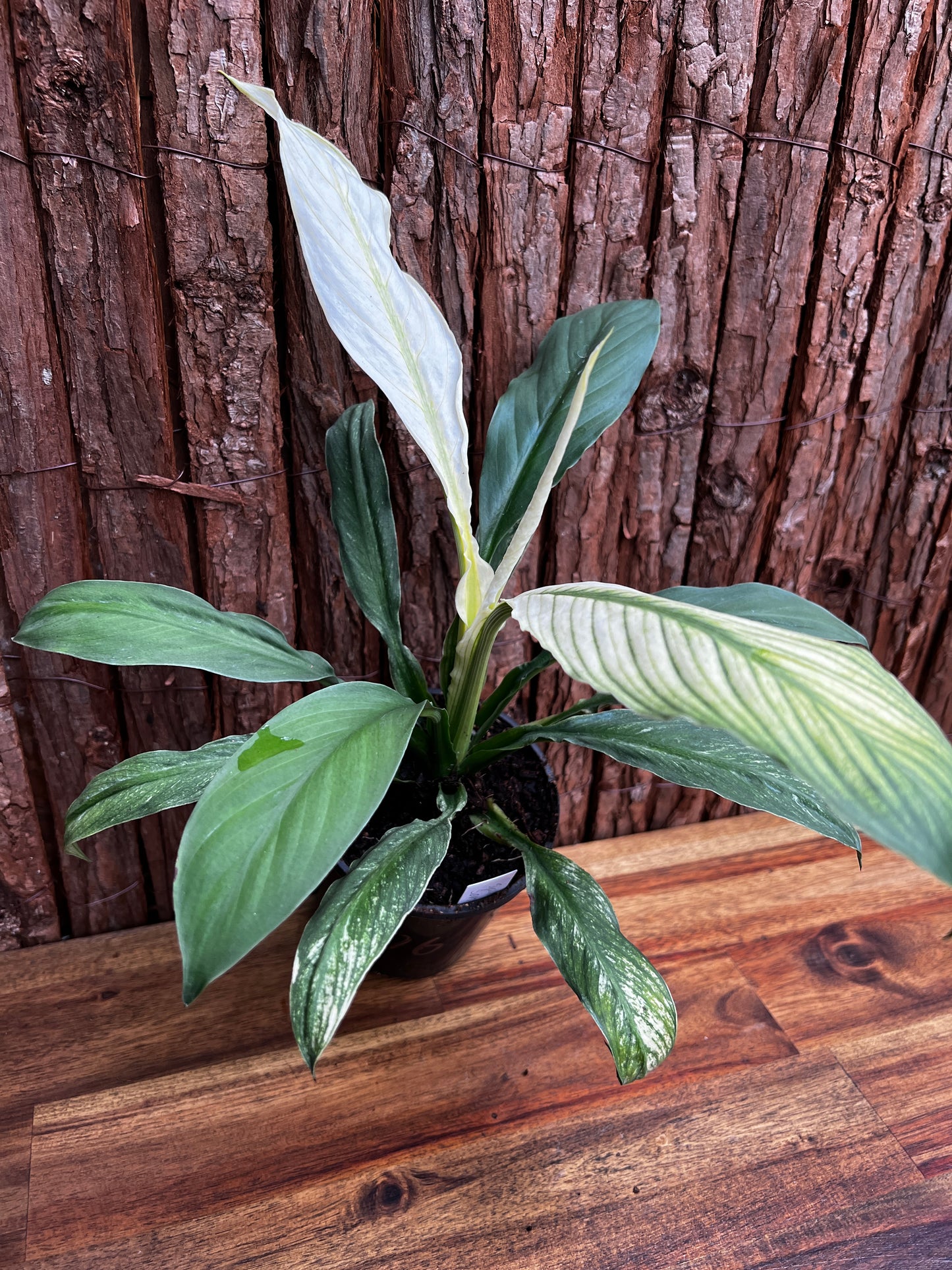 Spathiphyllum Sensation Variegated B76