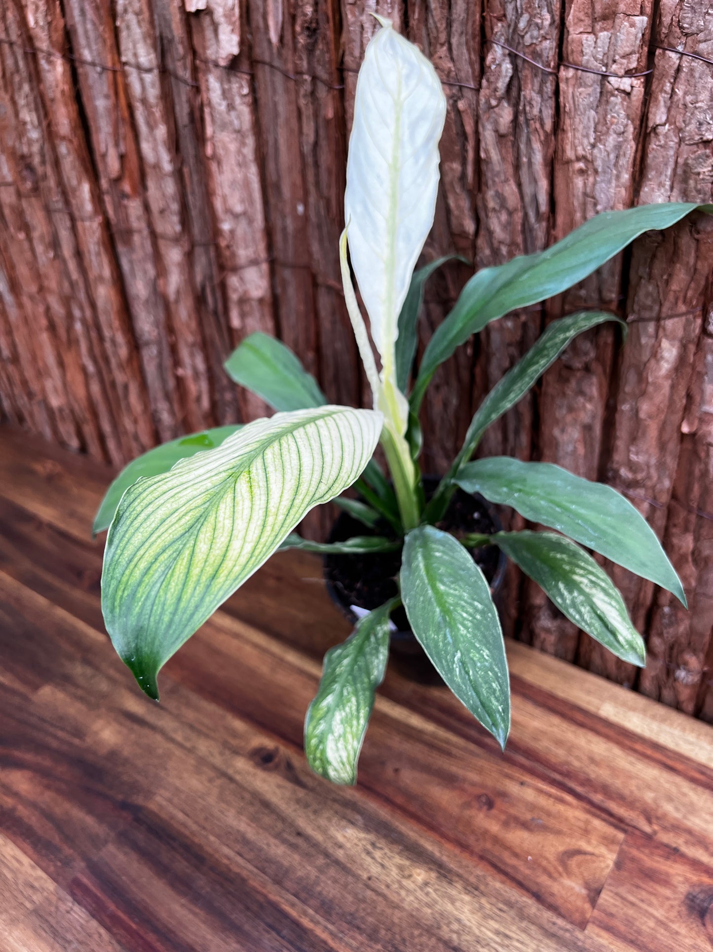 Spathiphyllum Sensation Variegated B76