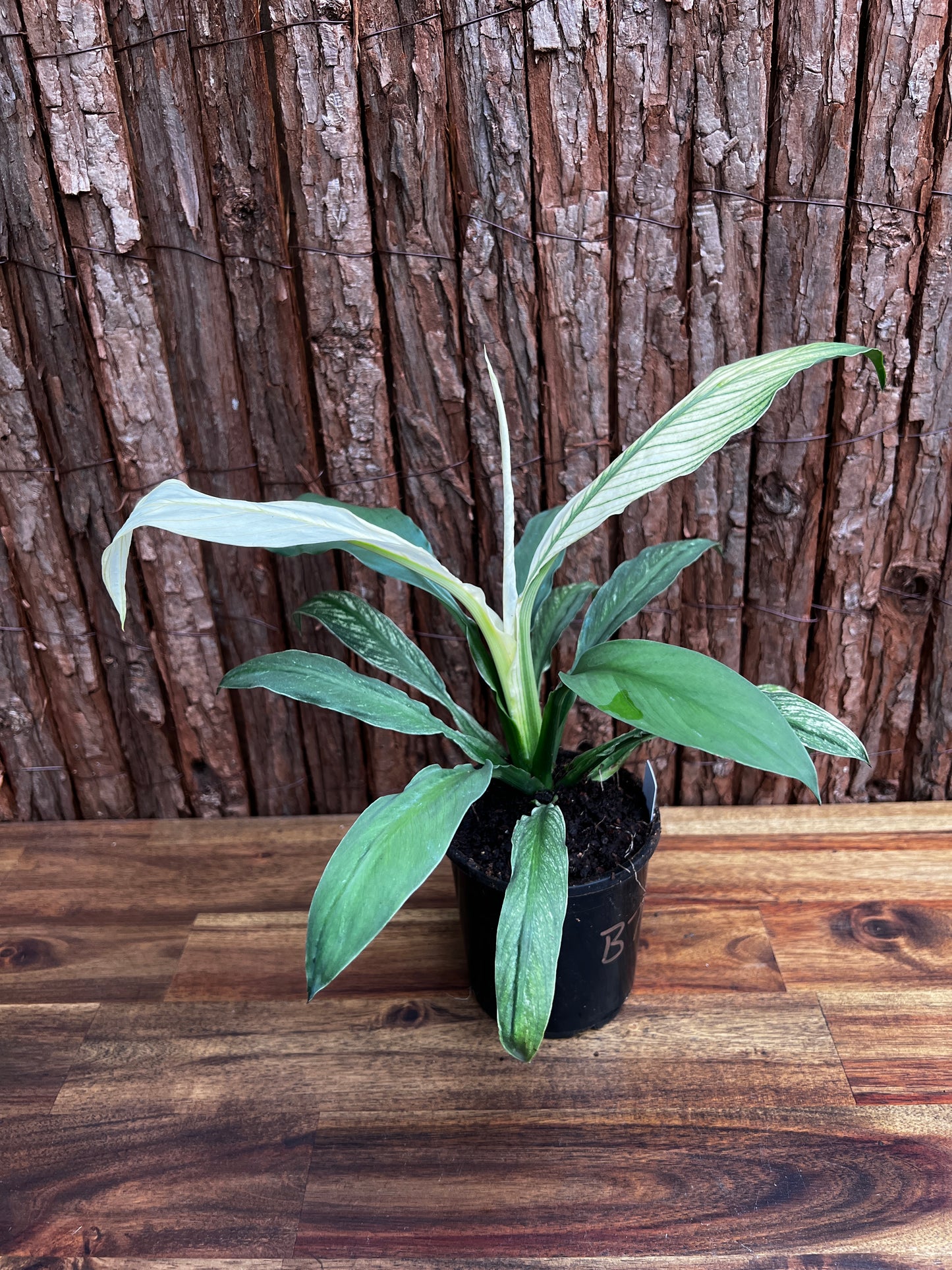 Spathiphyllum Sensation Variegated B76