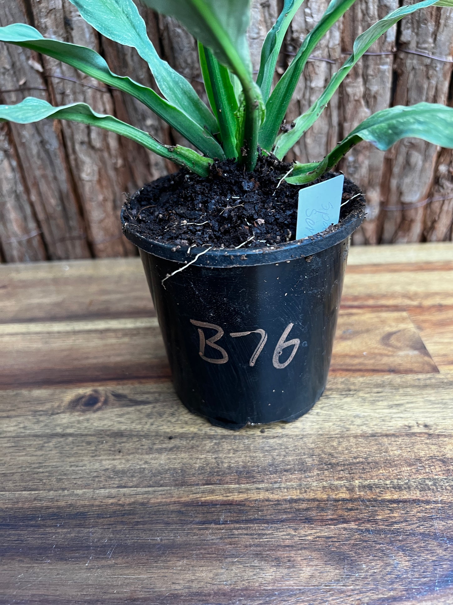 Spathiphyllum Sensation Variegated B76