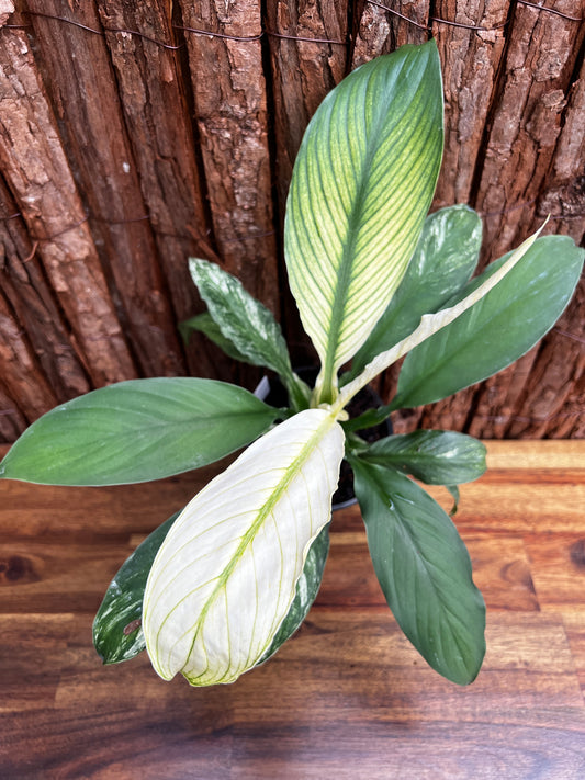 Spathiphyllum Sensation Variegated B77