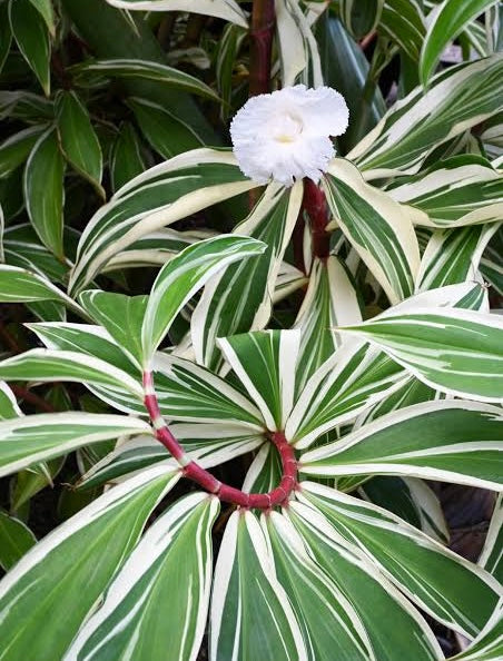 Cheilocostus speciosus 'Variegated Crepe Ginger' C4