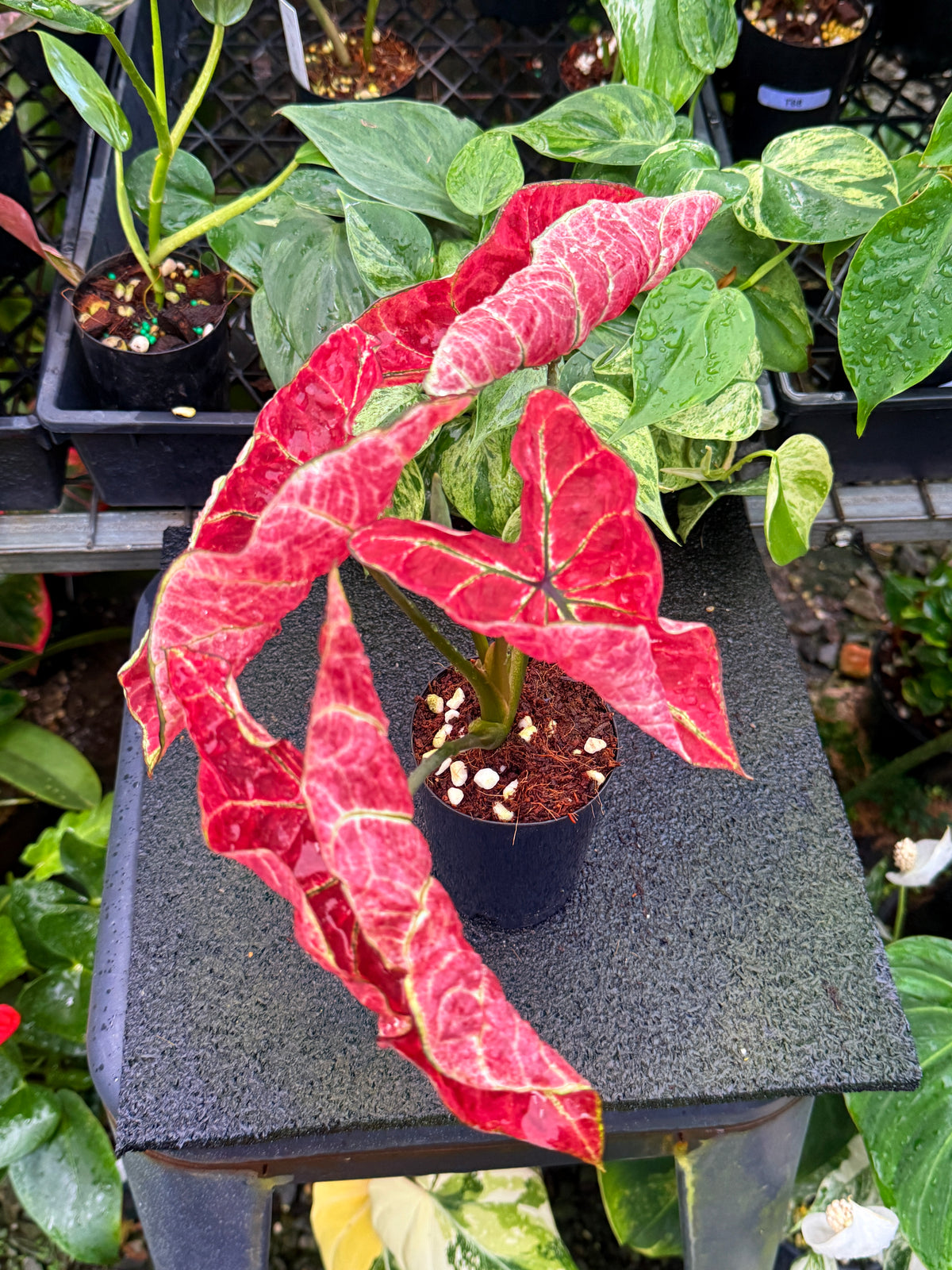 Caladium 'Fire of Phoenix' U50