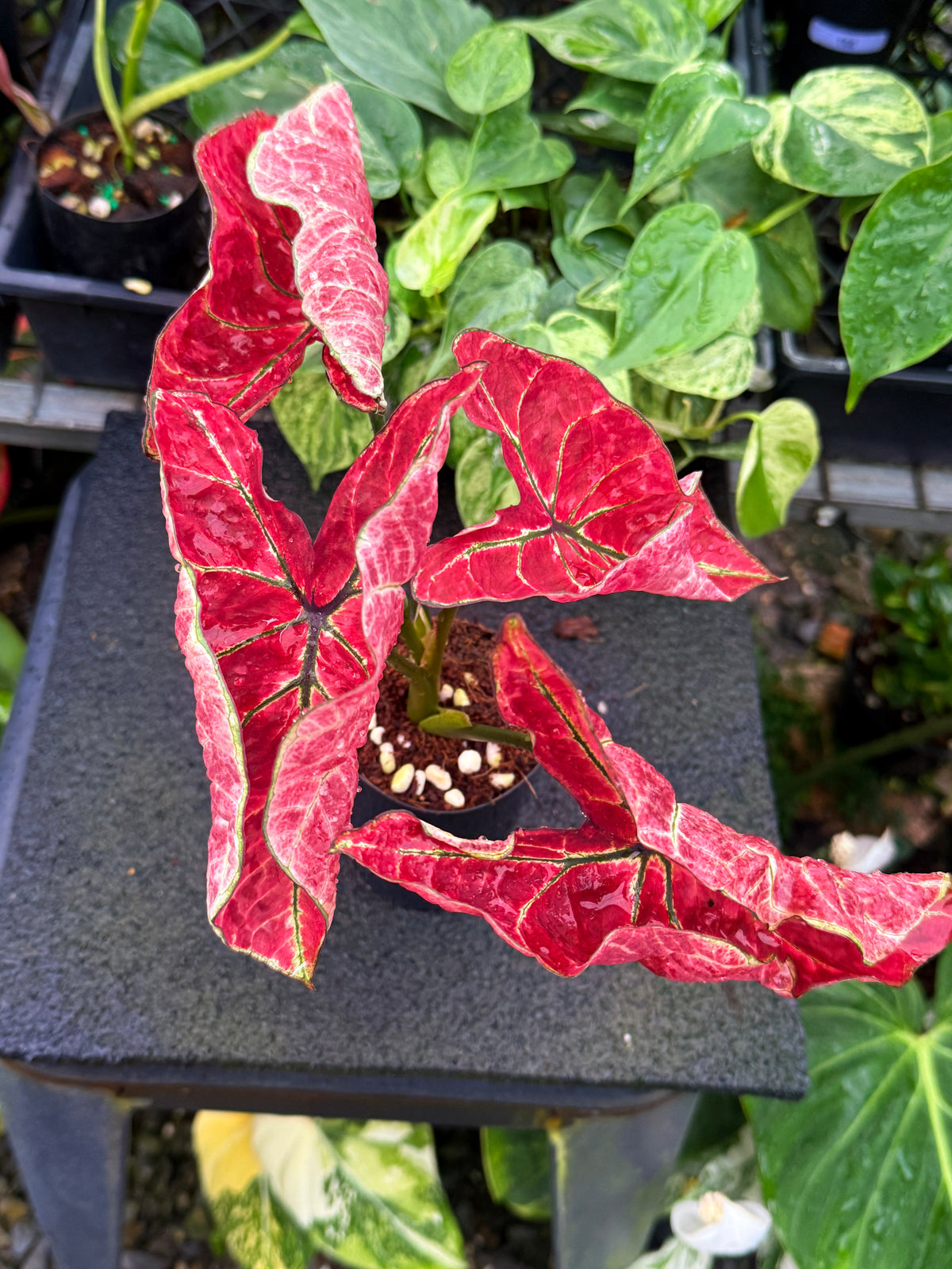 Caladium 'Fire of Phoenix' U50