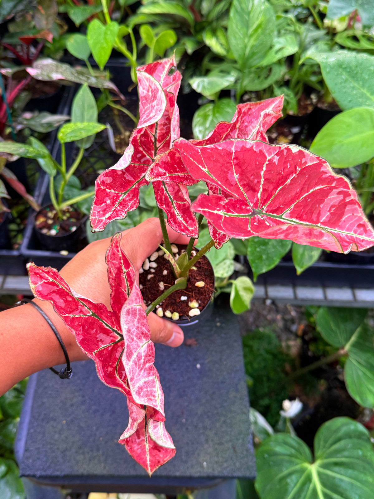 Caladium 'Fire of Phoenix' U52