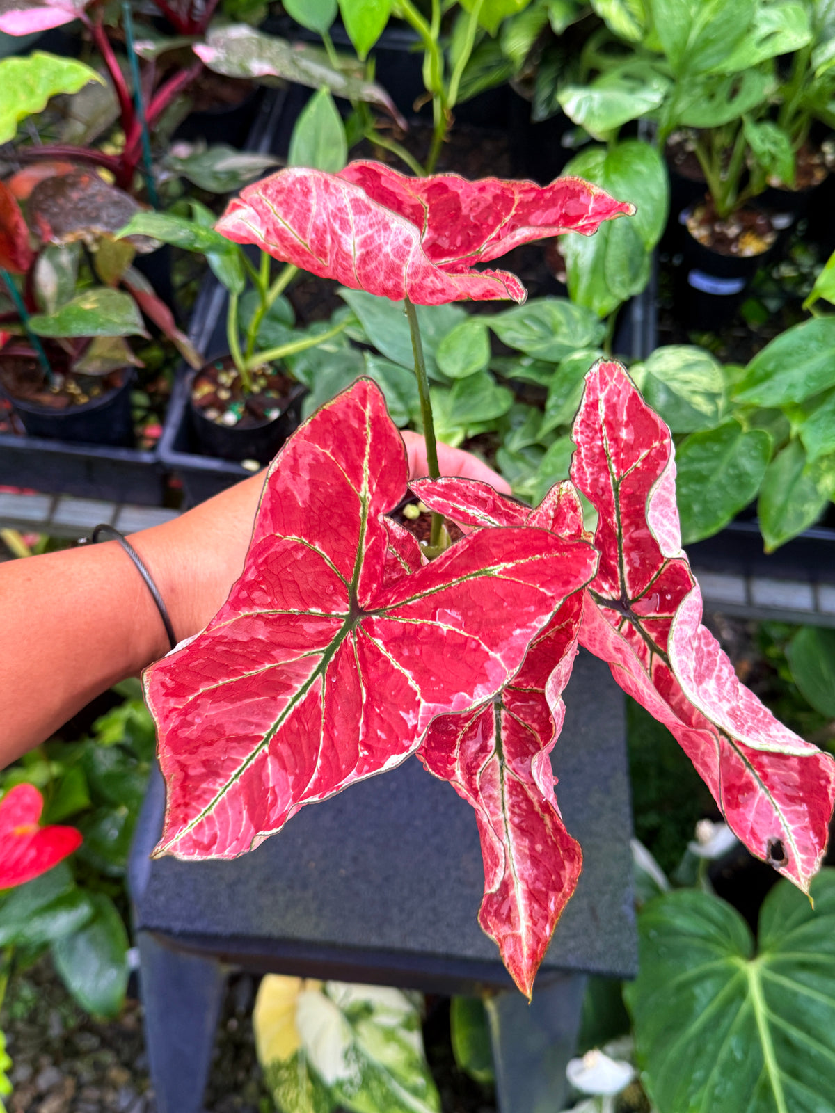 Caladium 'Fire of Phoenix' U52