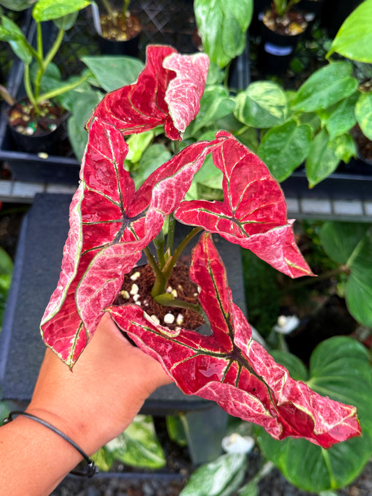 Caladium 'Fire of Phoenix' U51