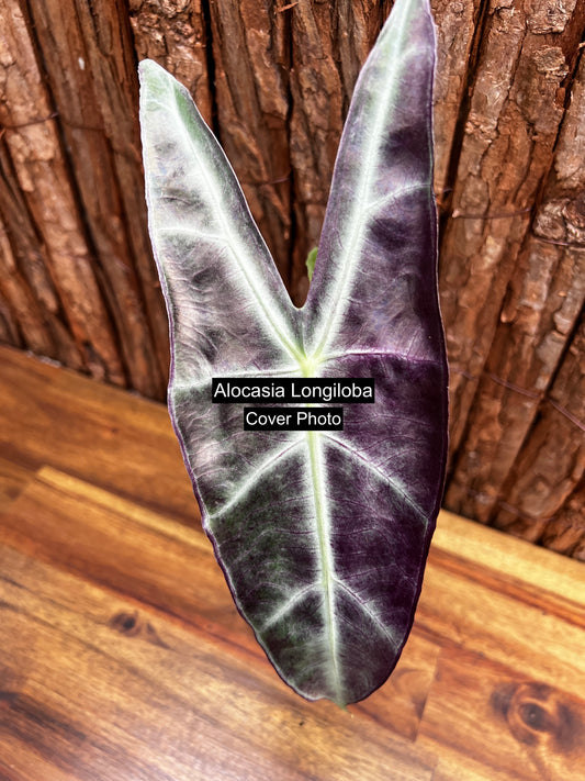 Alocasia longiloba