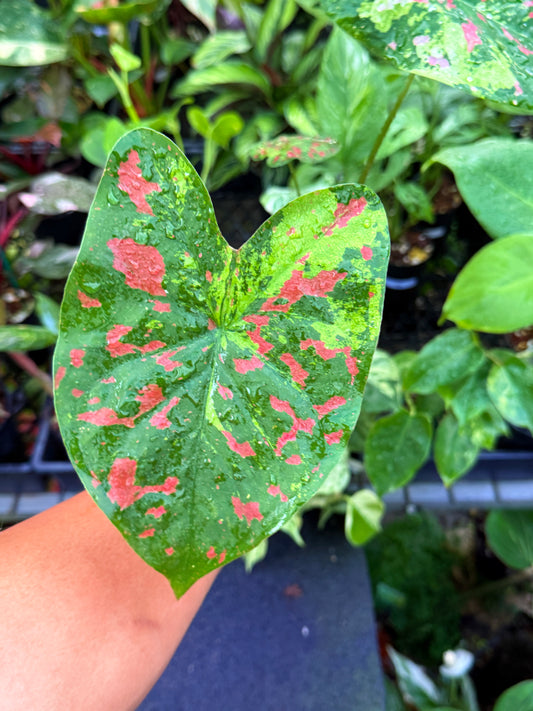 Caladium Hybrid U53