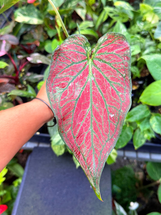 Caladium Hybrid U55